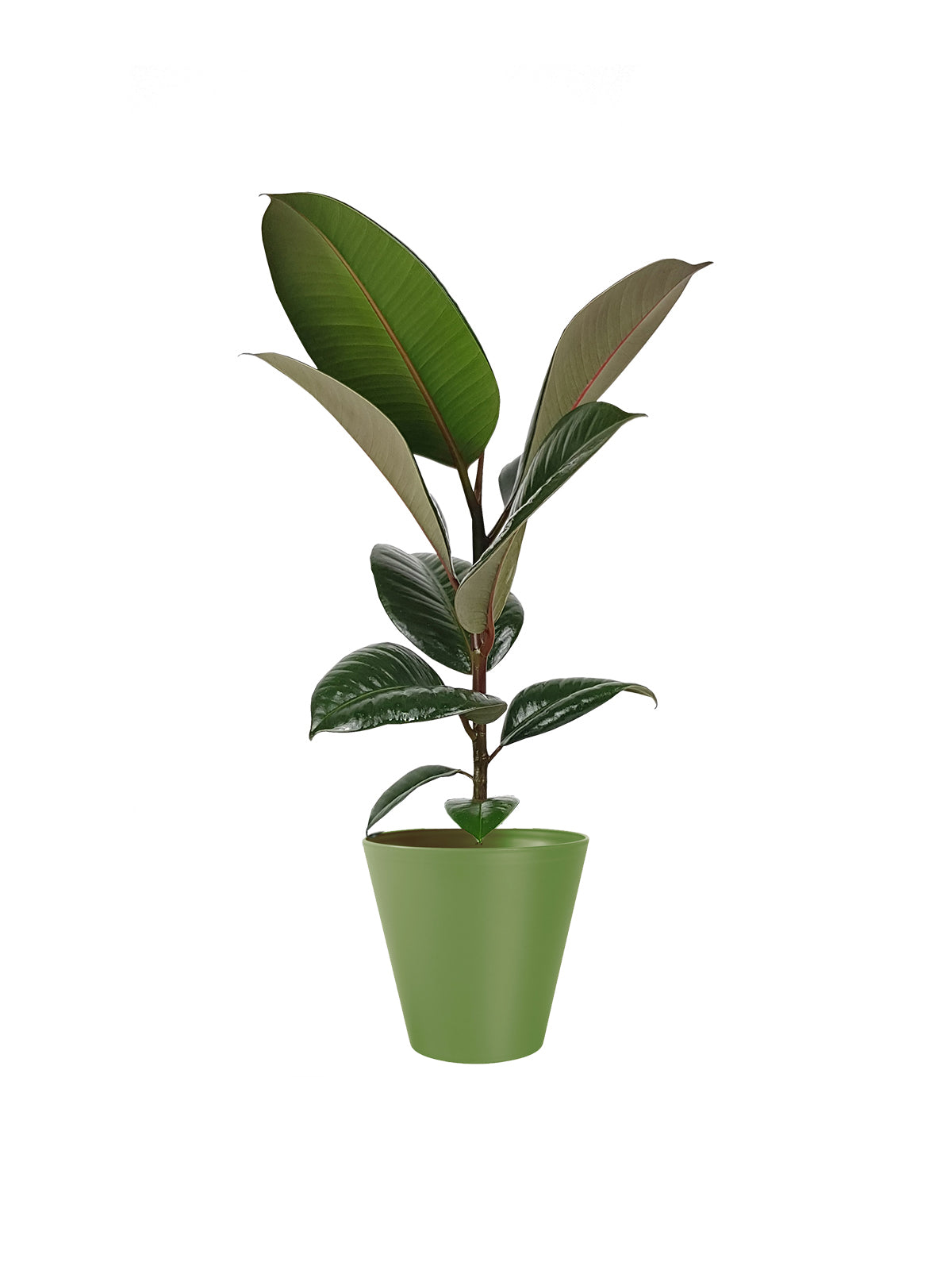 Ficus della Gomma