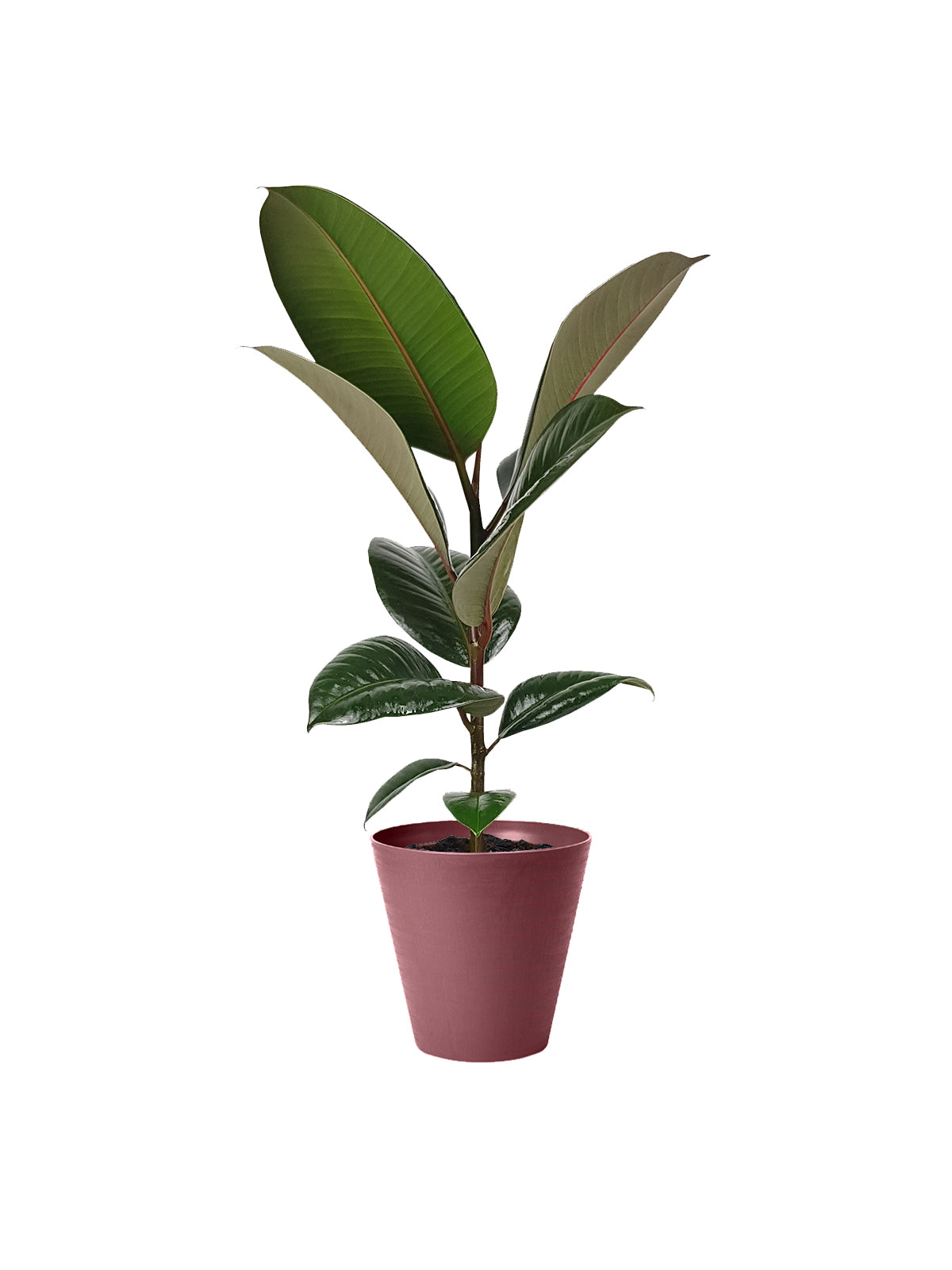 Ficus della Gomma