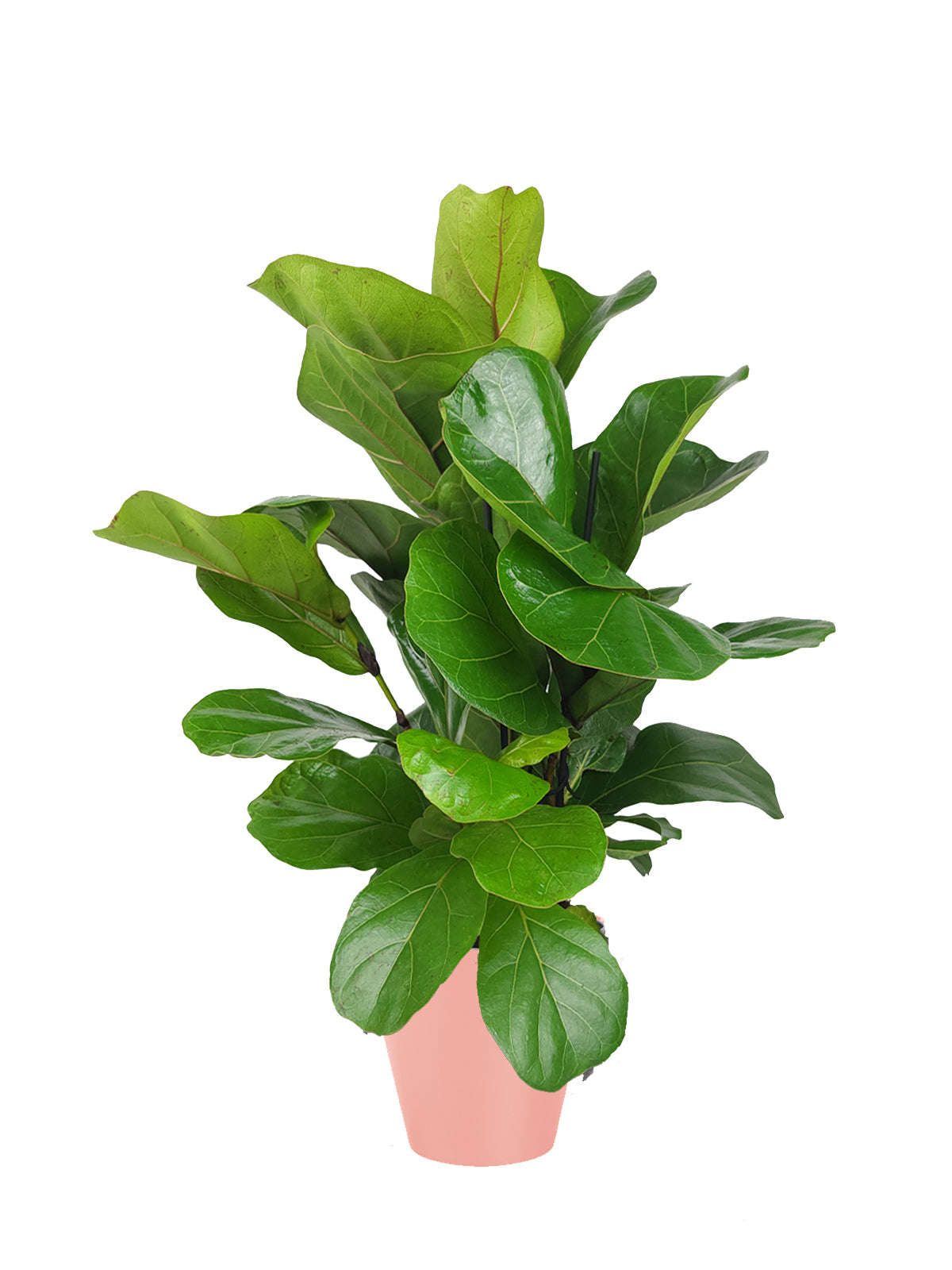 Ficus Lyrata grande