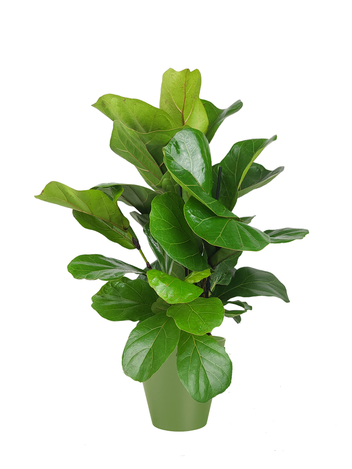 Ficus Lyrata grande