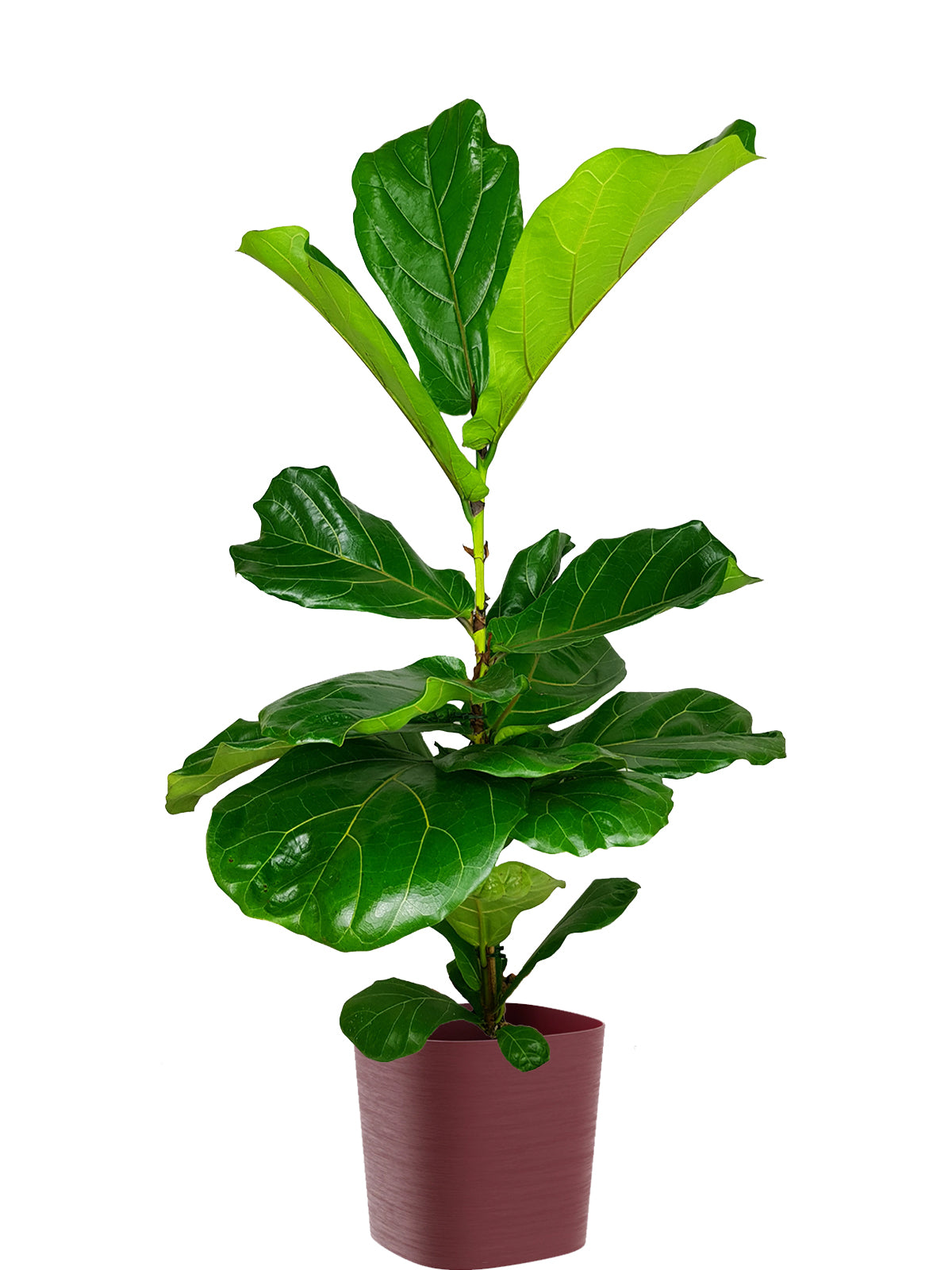 Ficus Lyrata extra