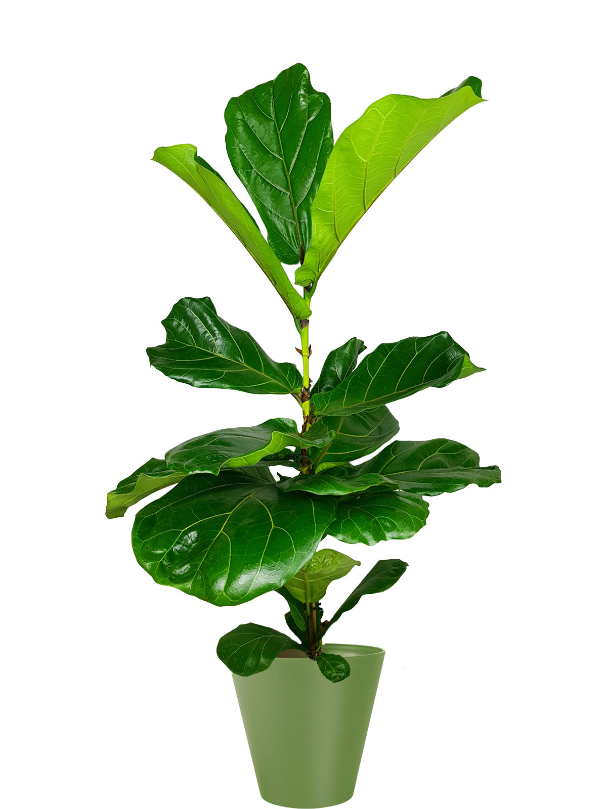 Ficus Lyrata extra