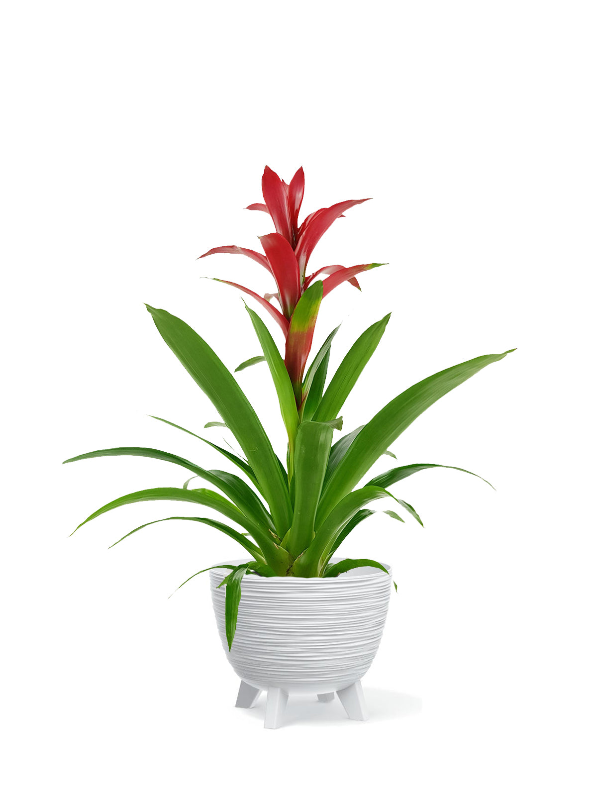 Guzmania grande