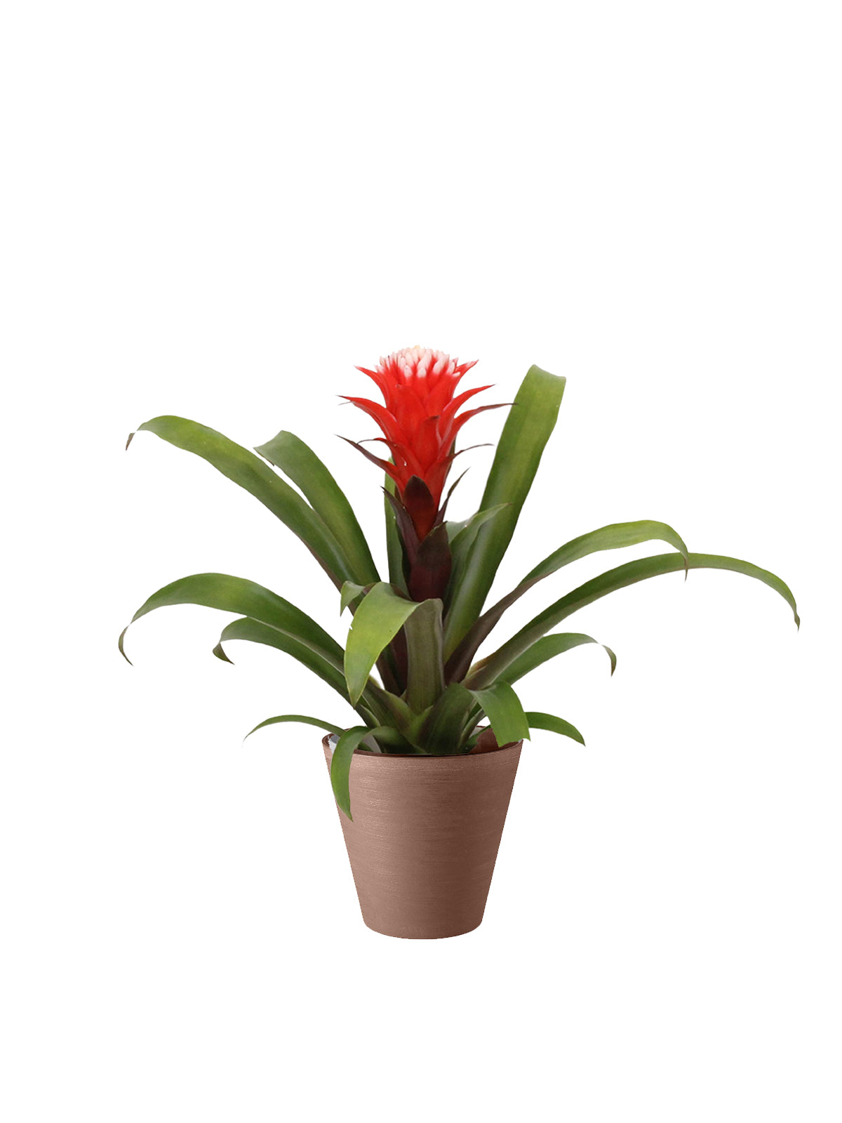 Guzmania