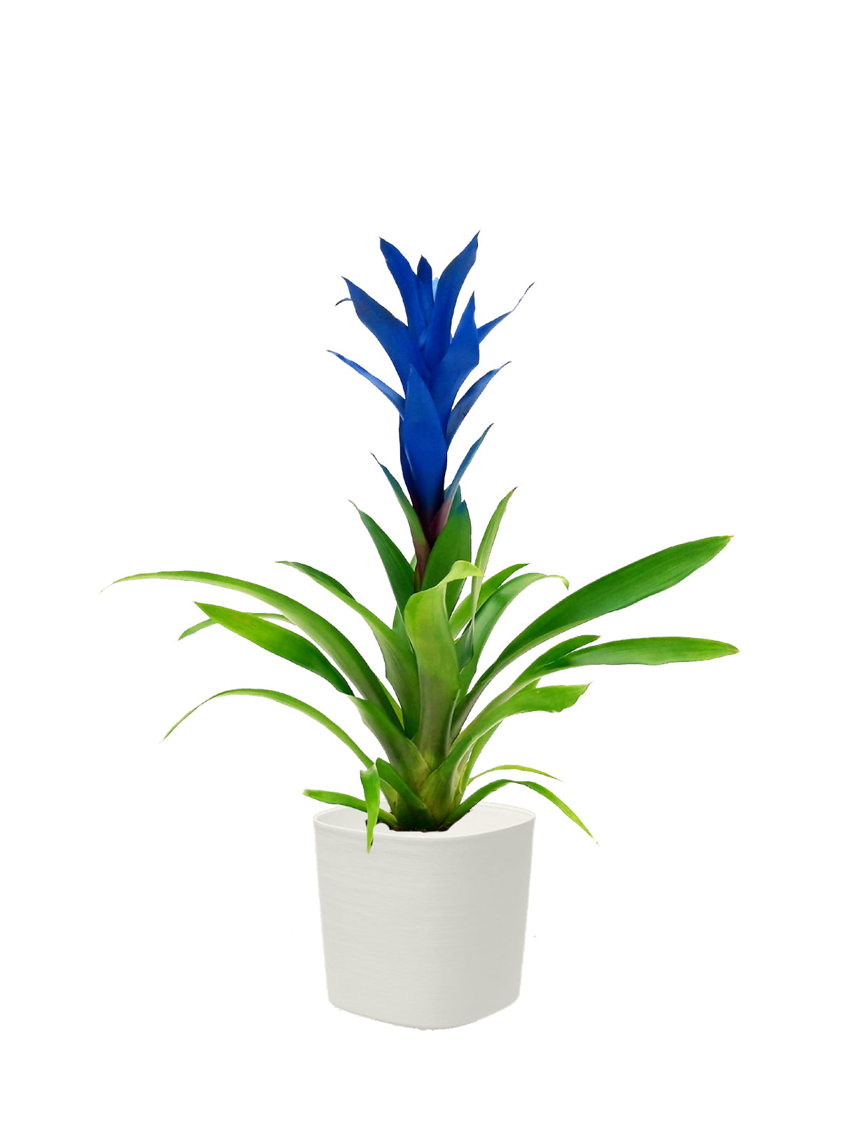 Guzmania blu grande