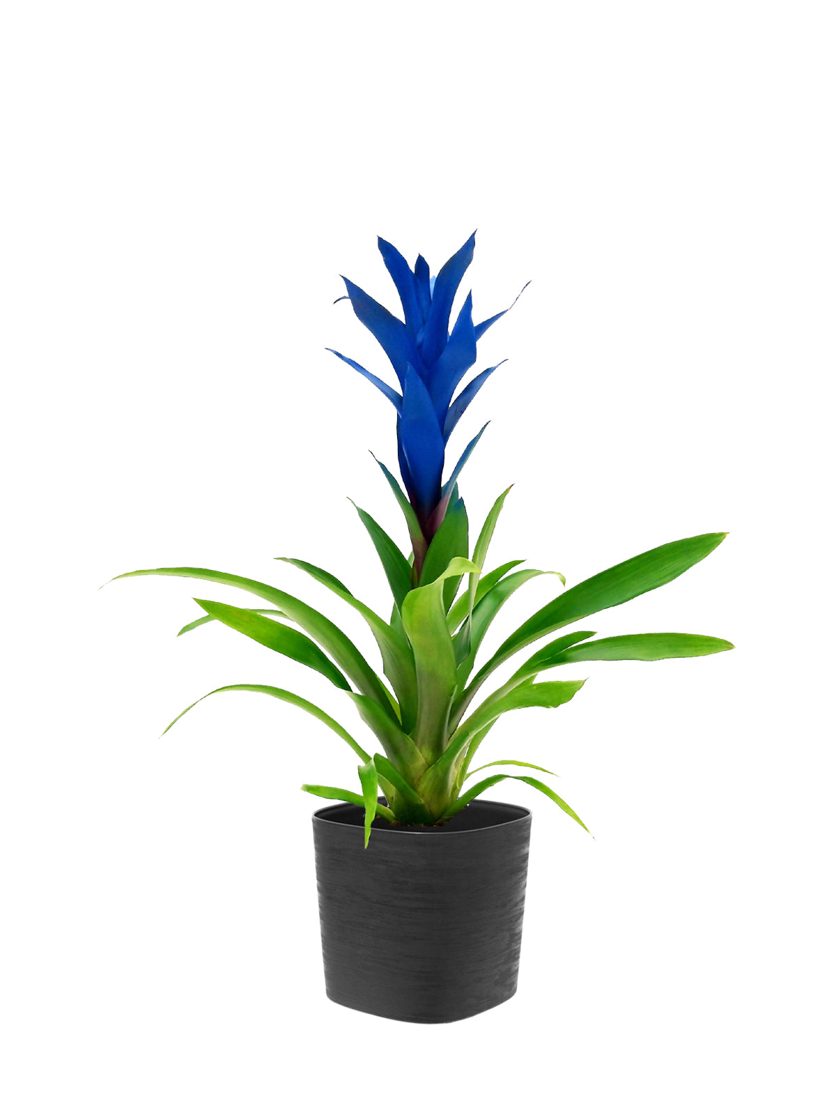 Guzmania blu grande