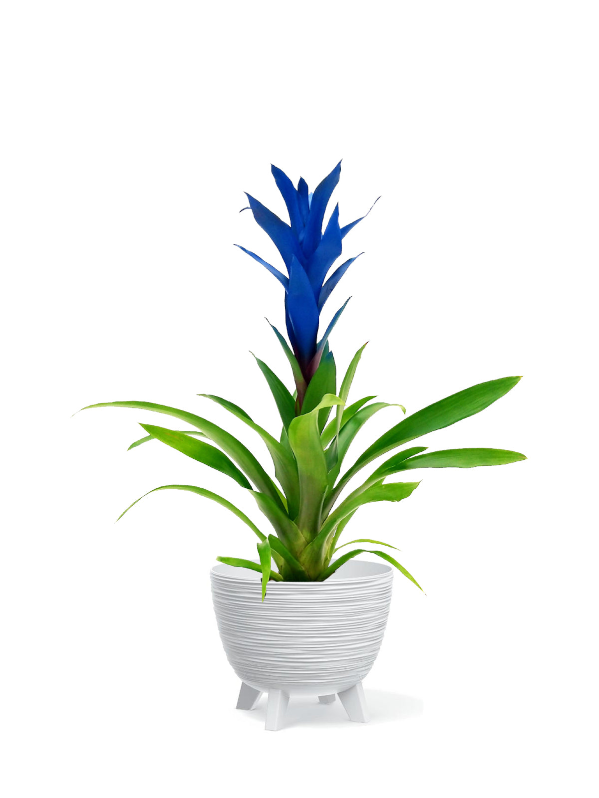 Guzmania blu grande