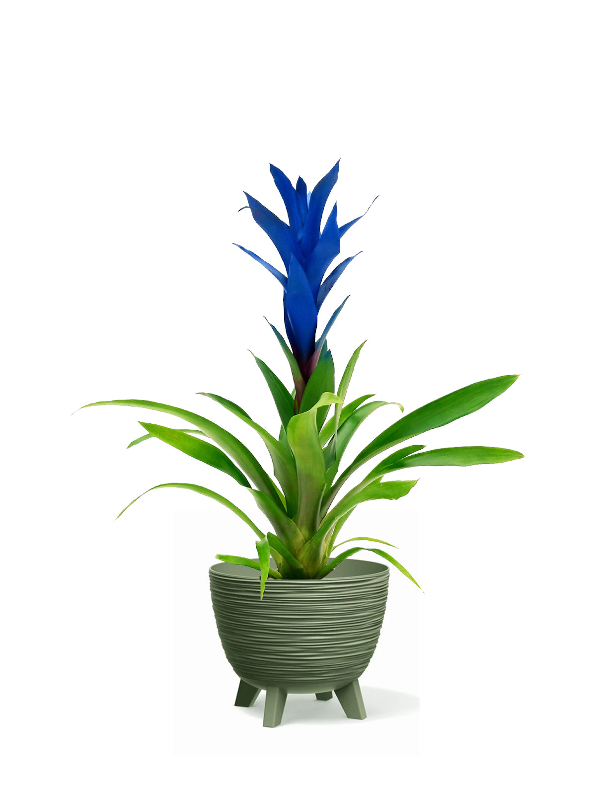 Guzmania blu grande