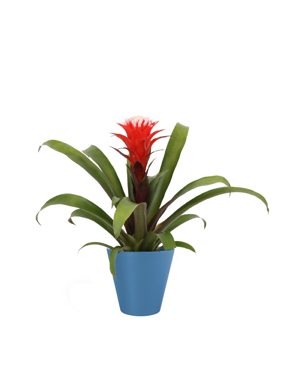 Guzmania