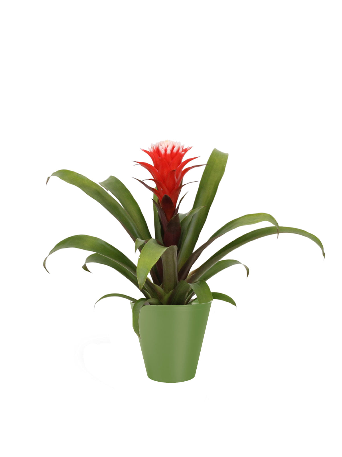 Guzmania