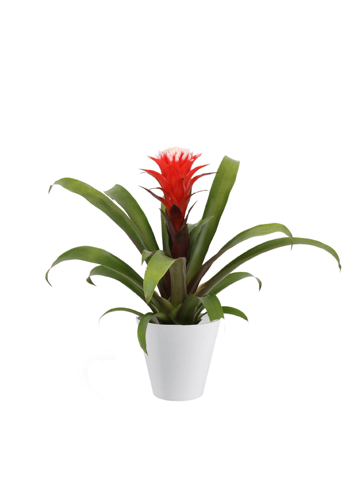 Guzmania