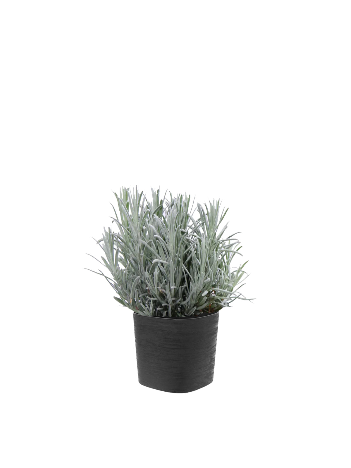 Lavanda