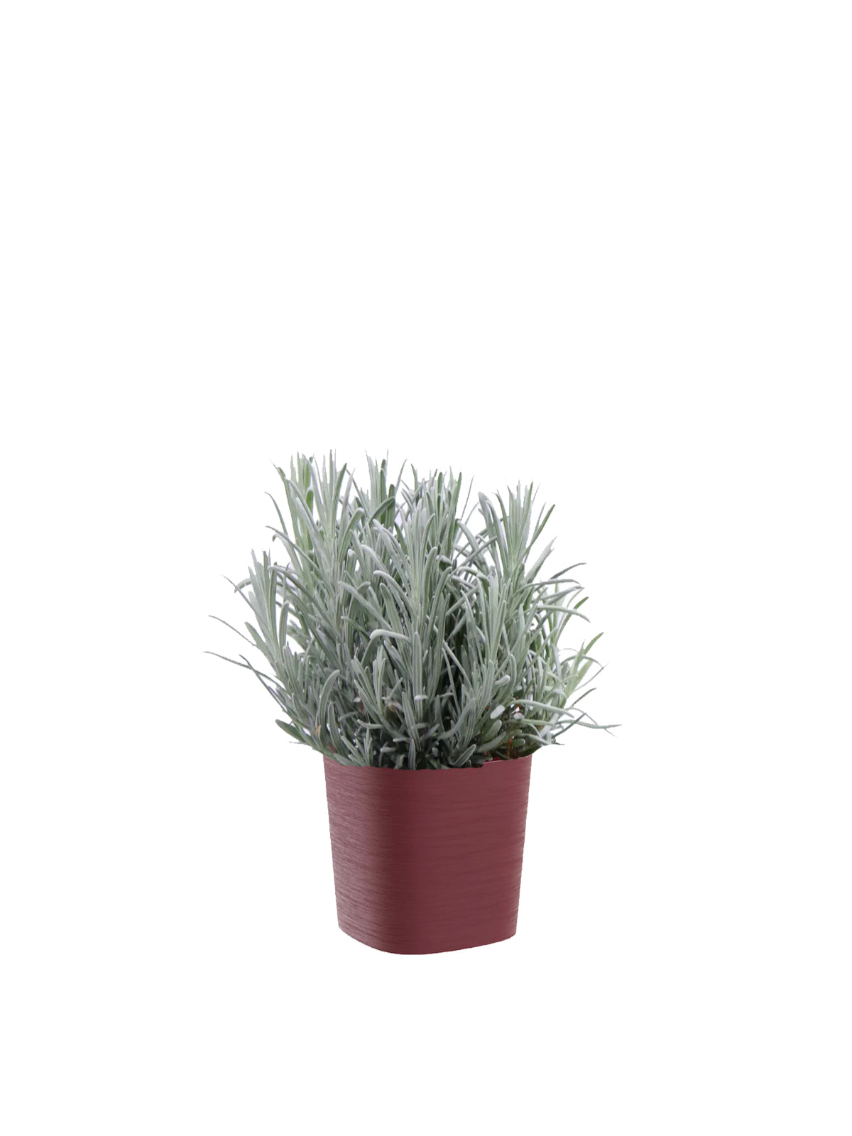 Lavanda