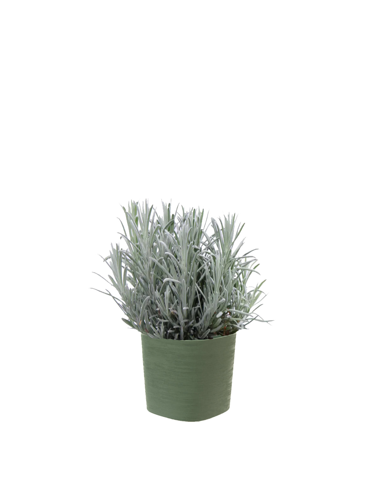 Lavanda
