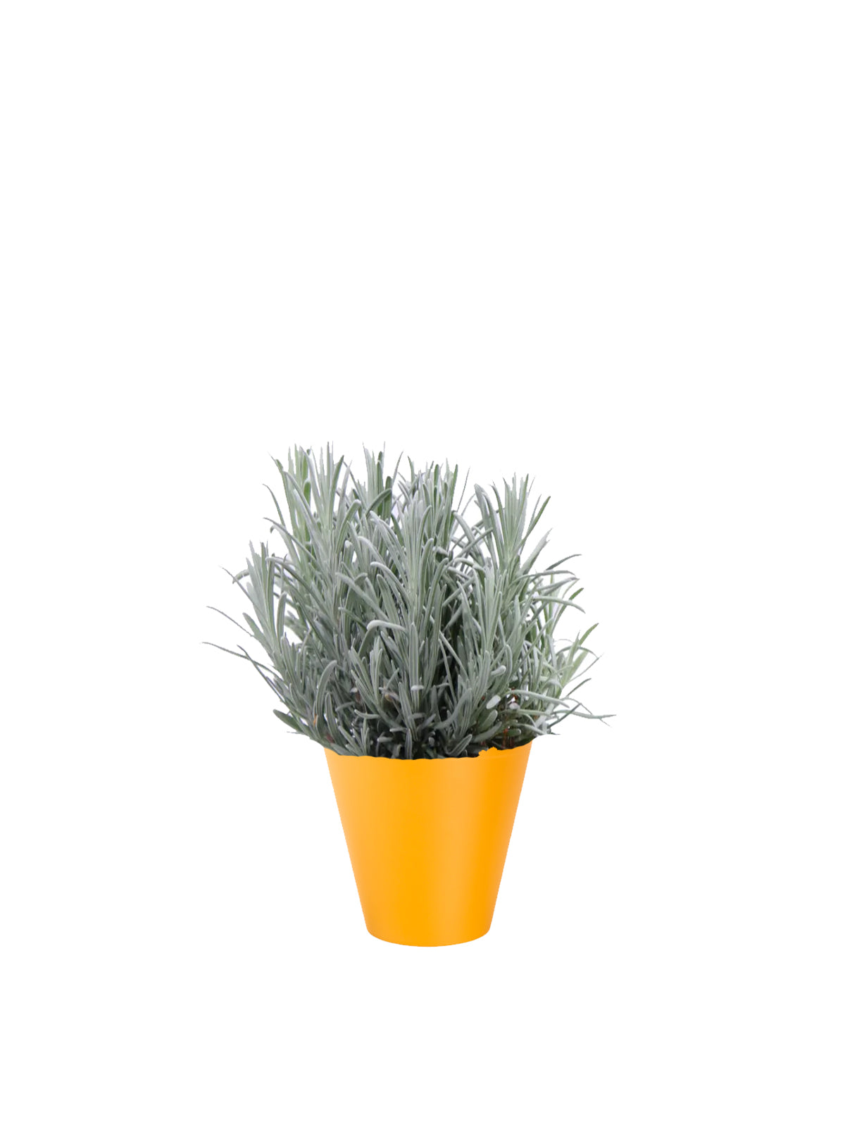 Lavanda
