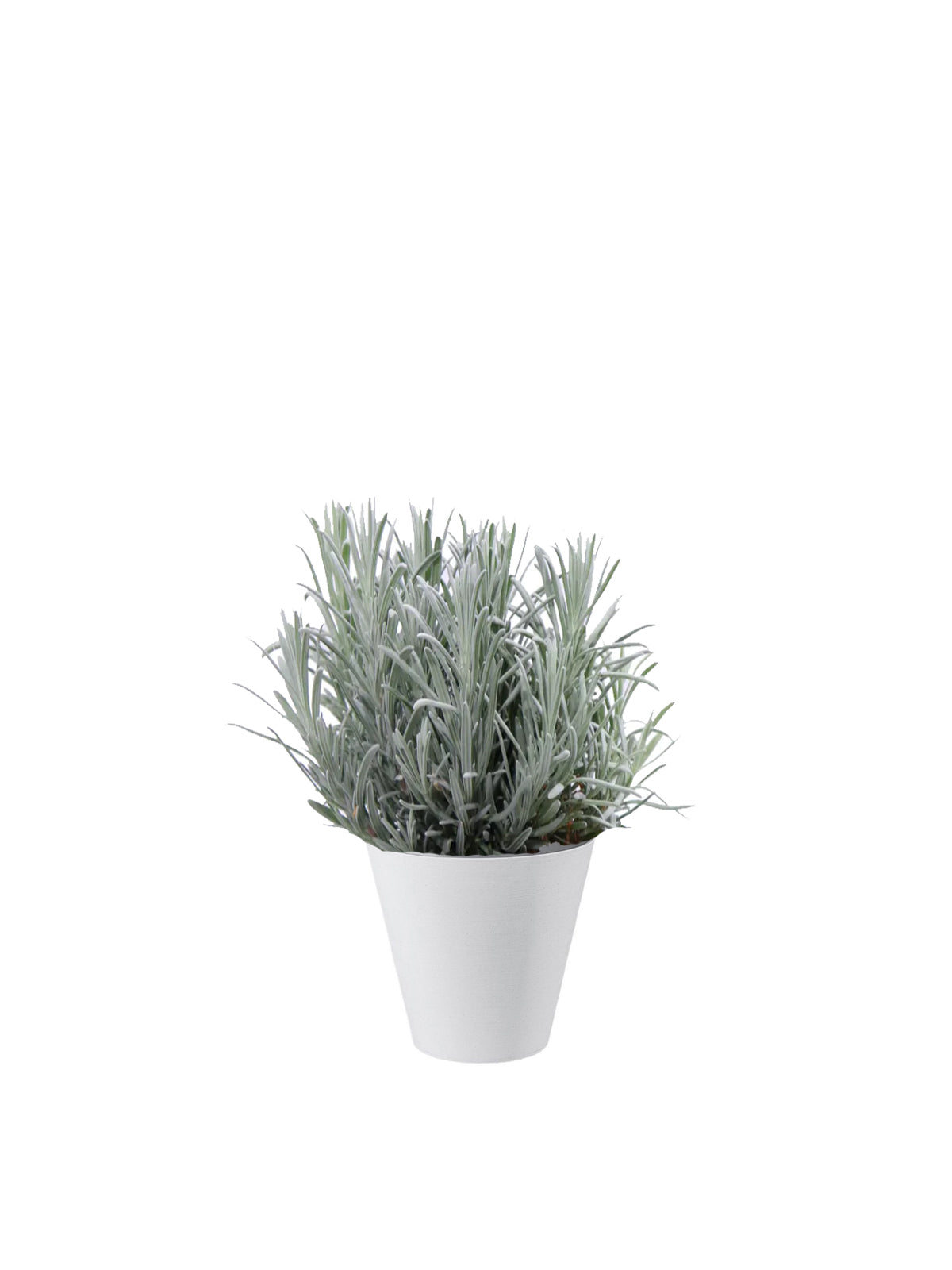 Lavanda