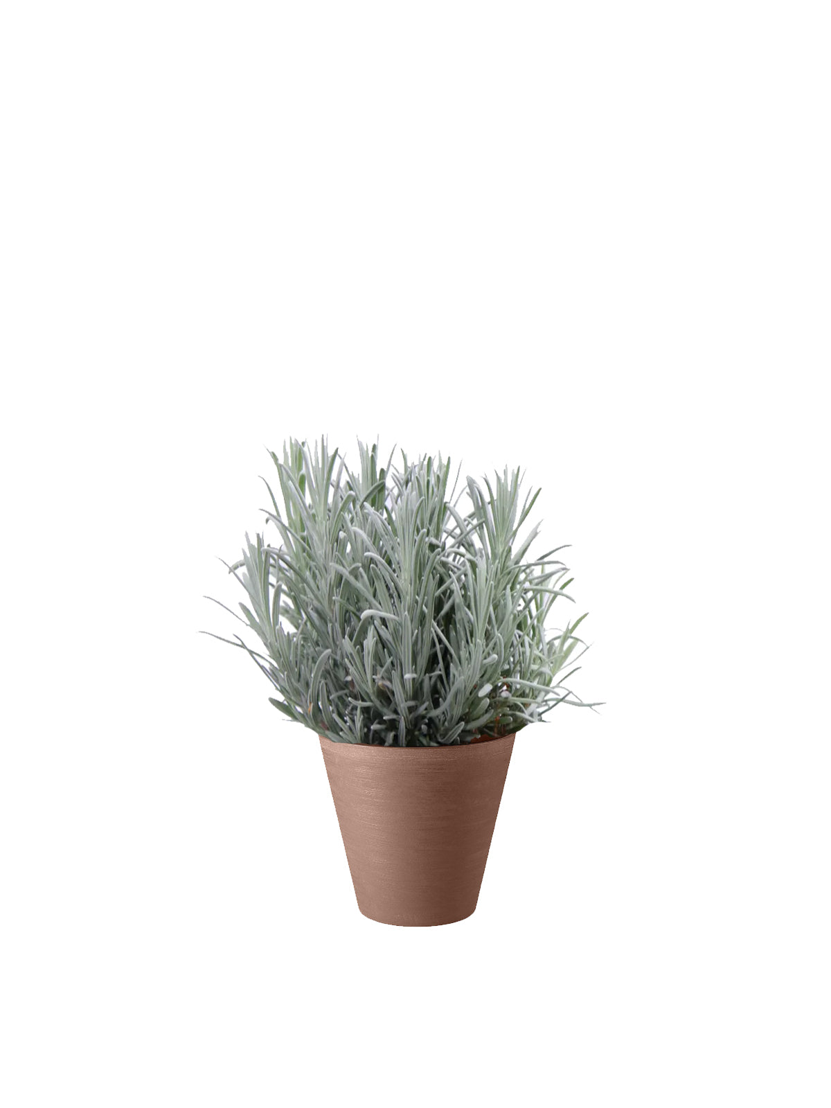 Lavanda
