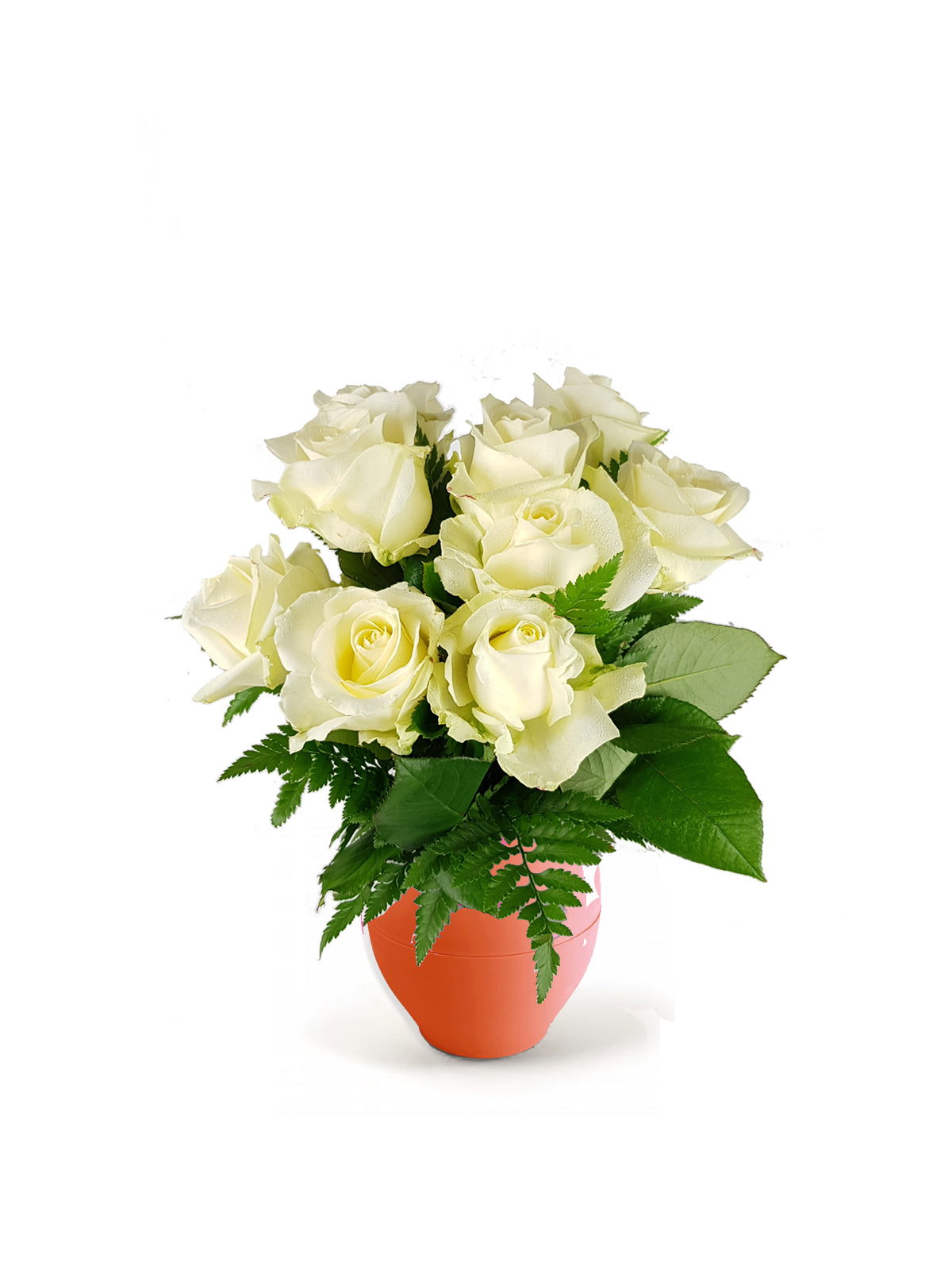 Le Sette Rose Bianche