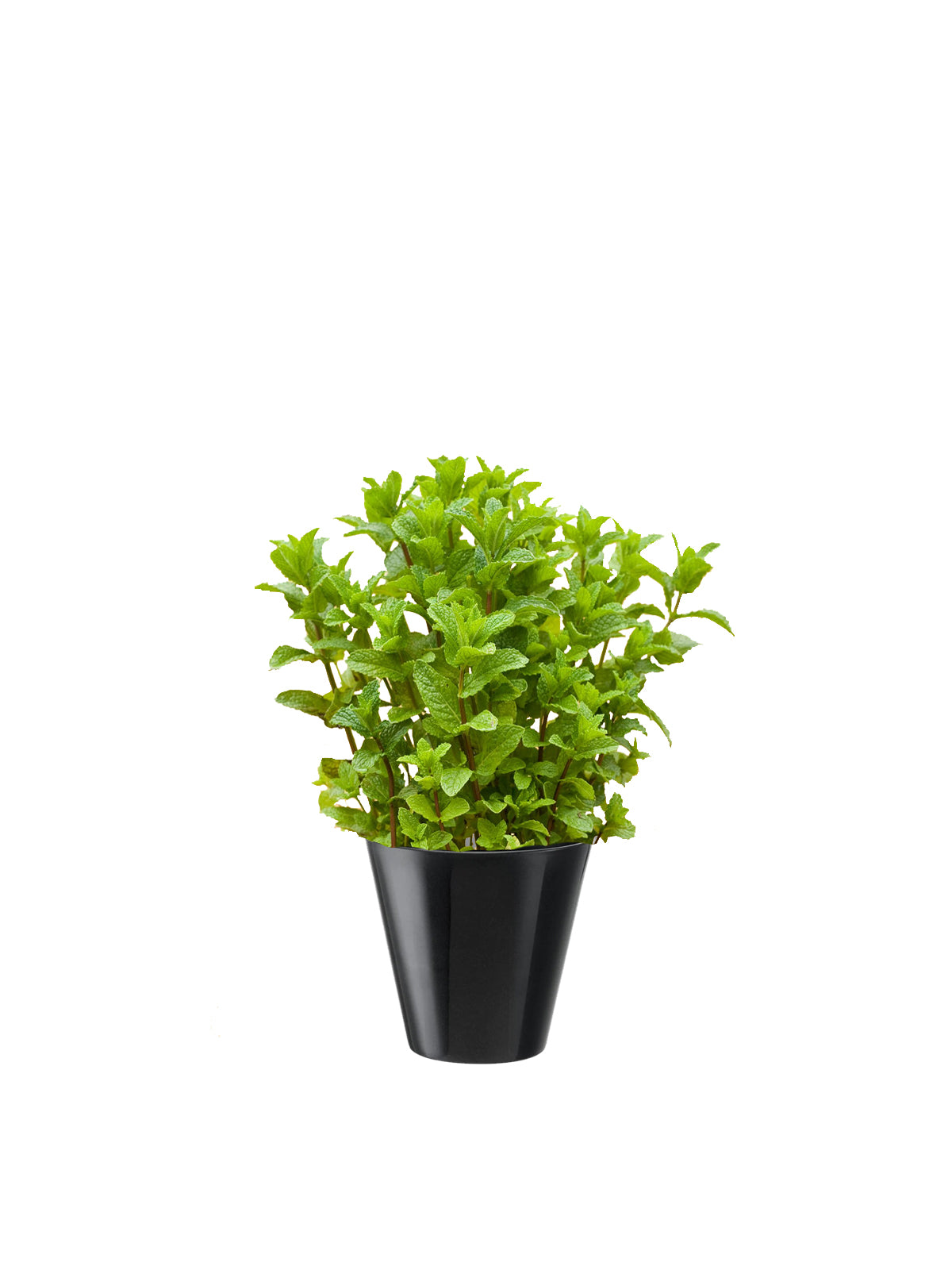 Menta