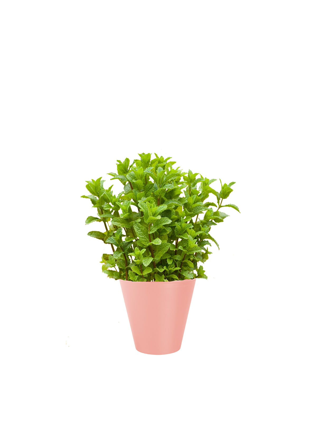 Menta