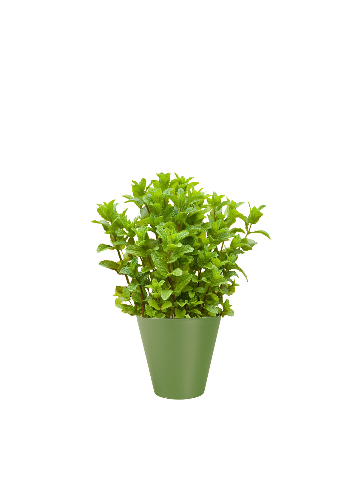 Menta