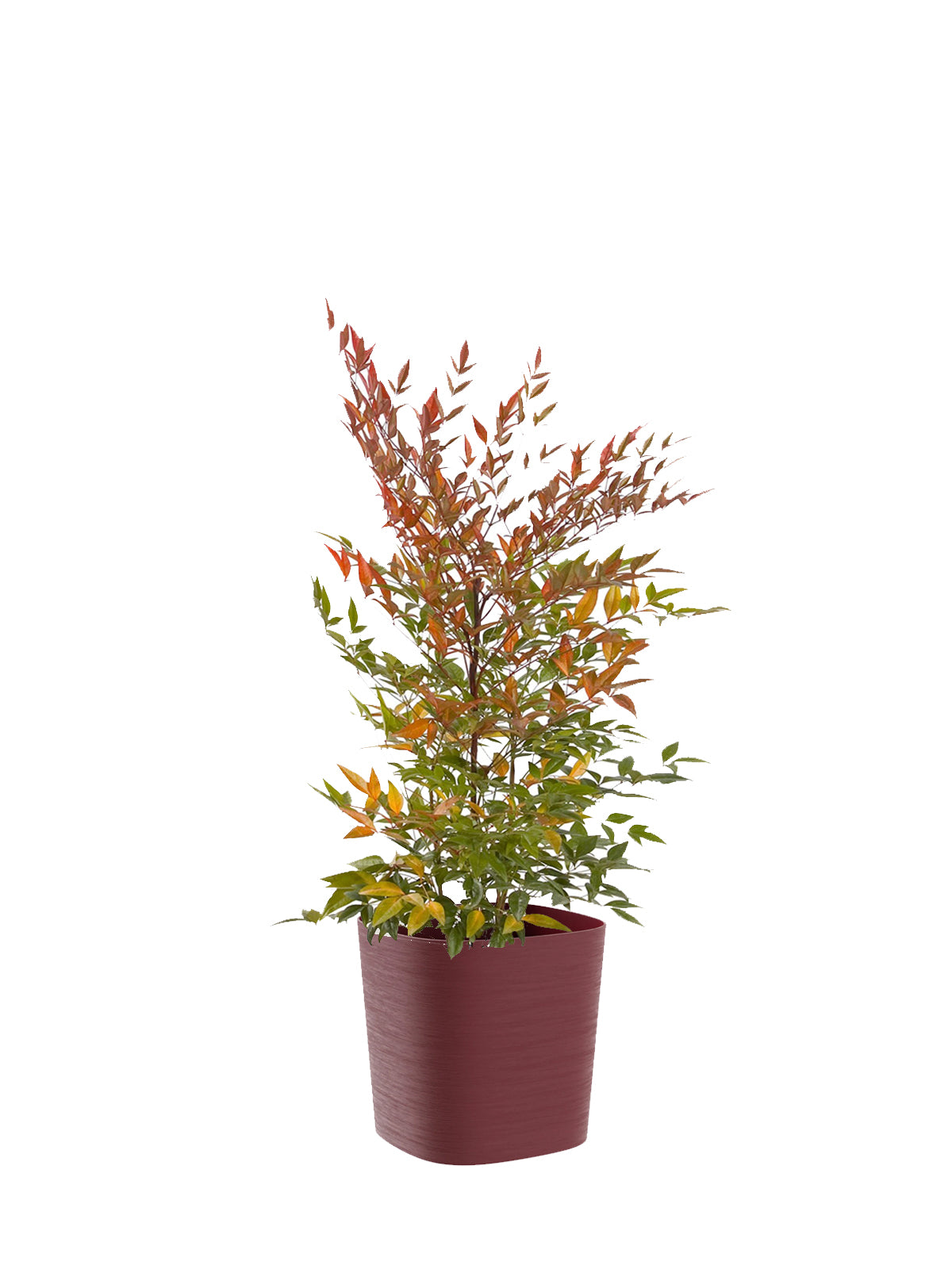 Nandina grande