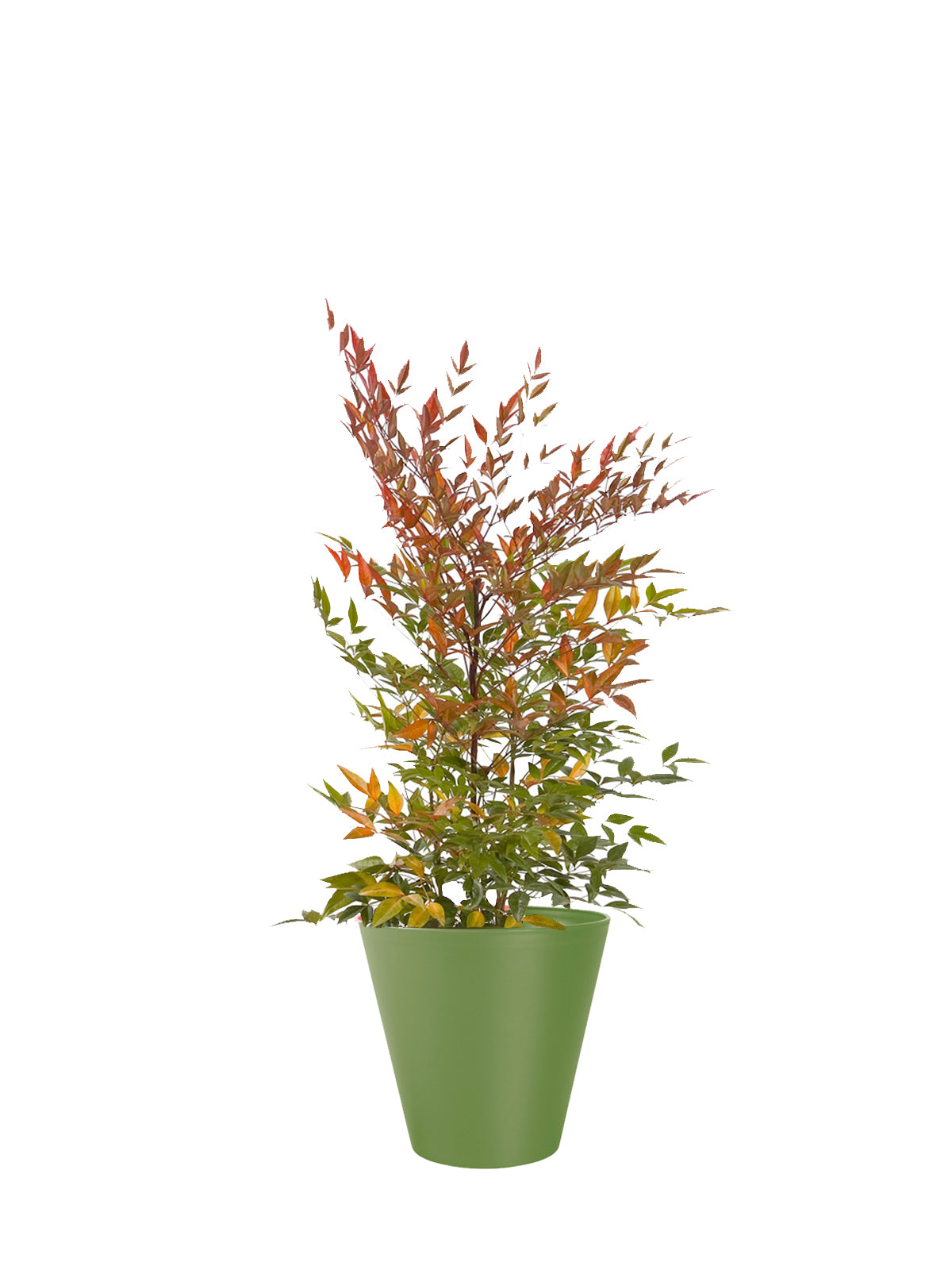Nandina grande