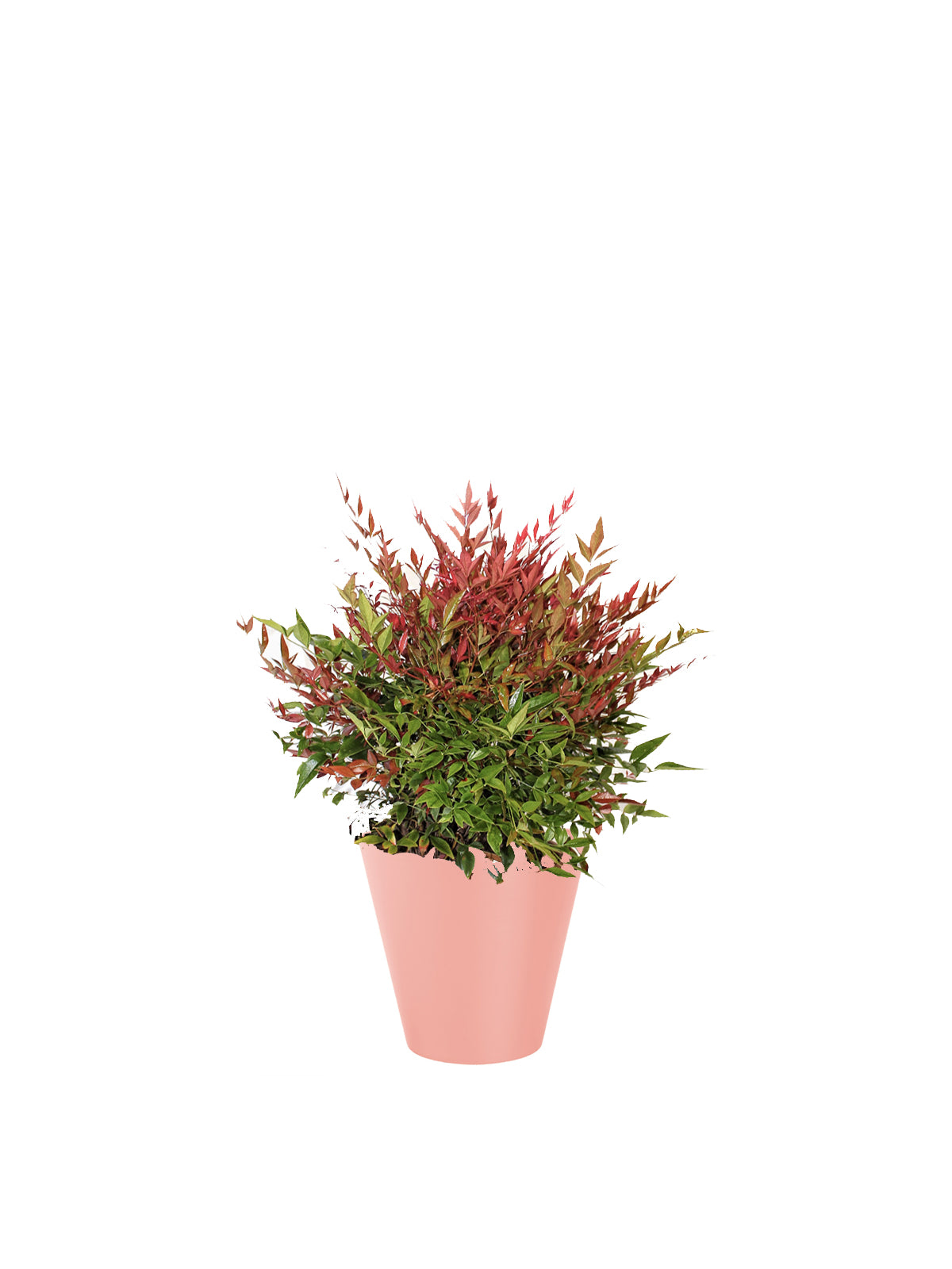 Nandina