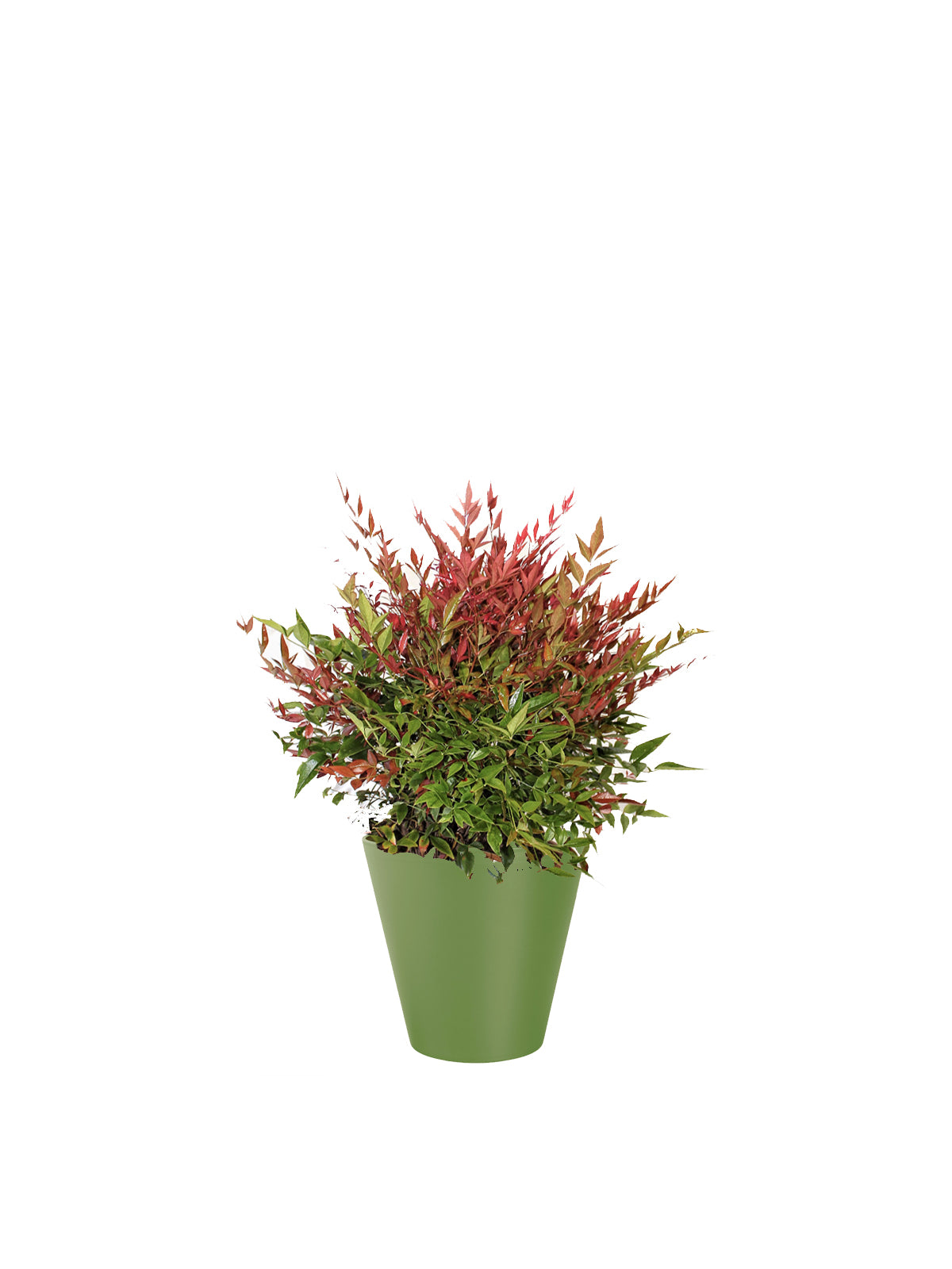 Nandina