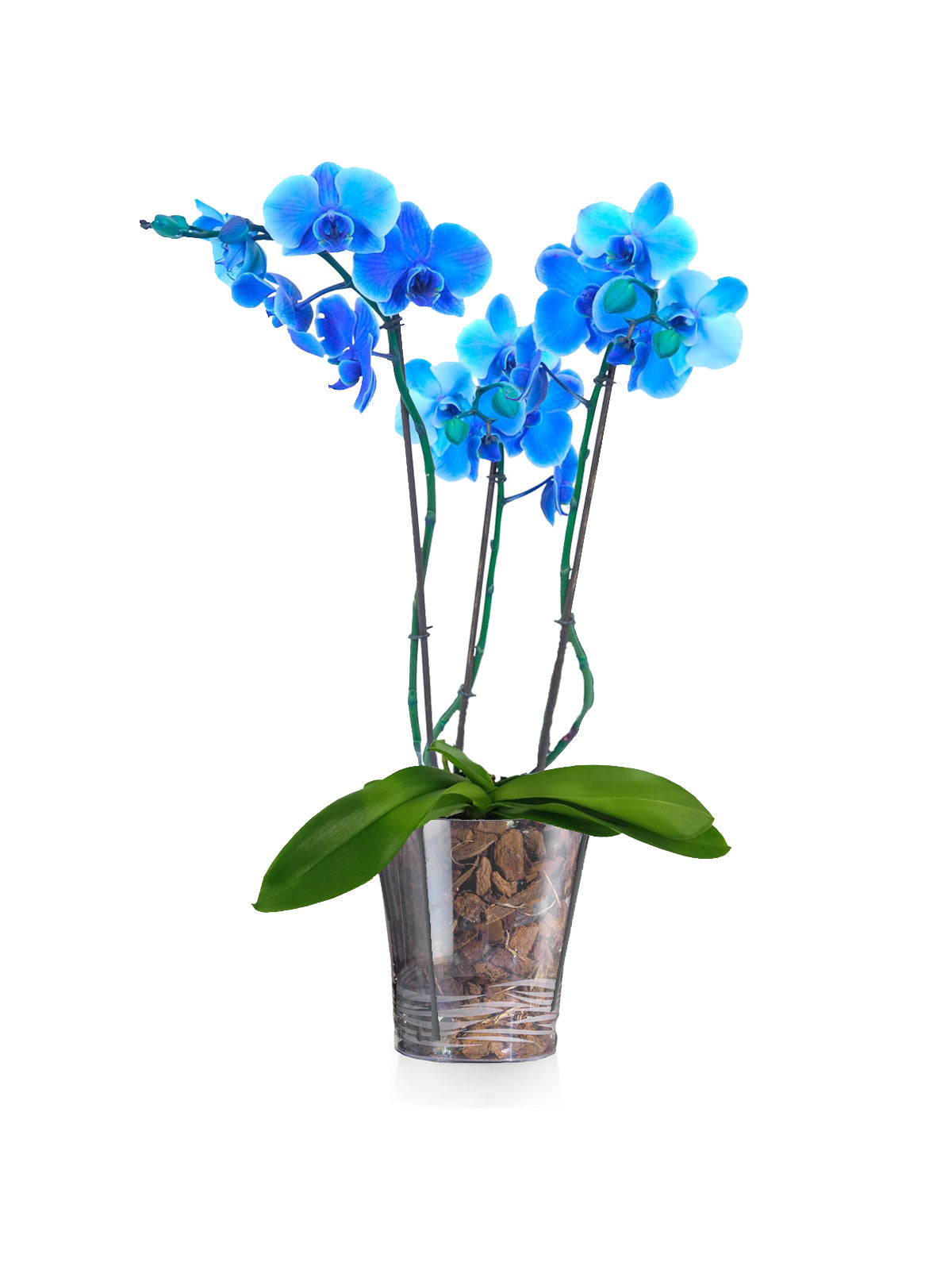 Orchidea Blu