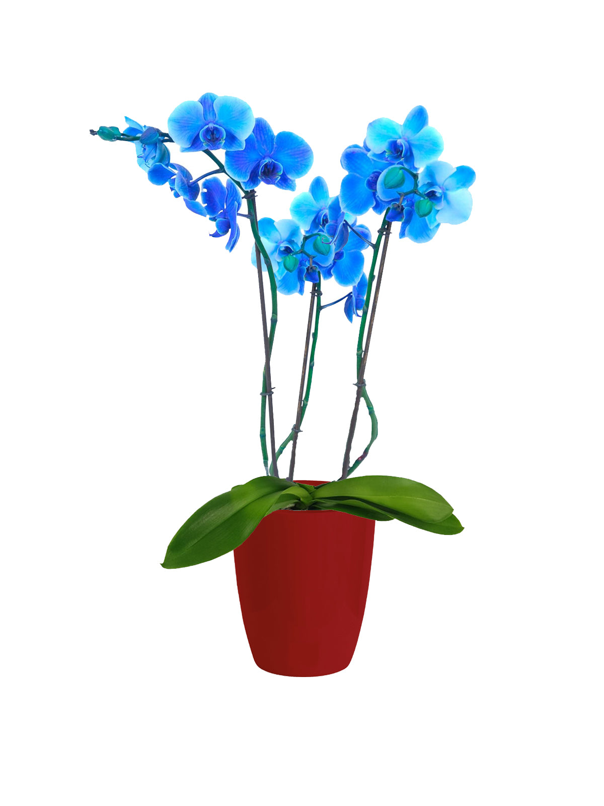 Orchidea Blu