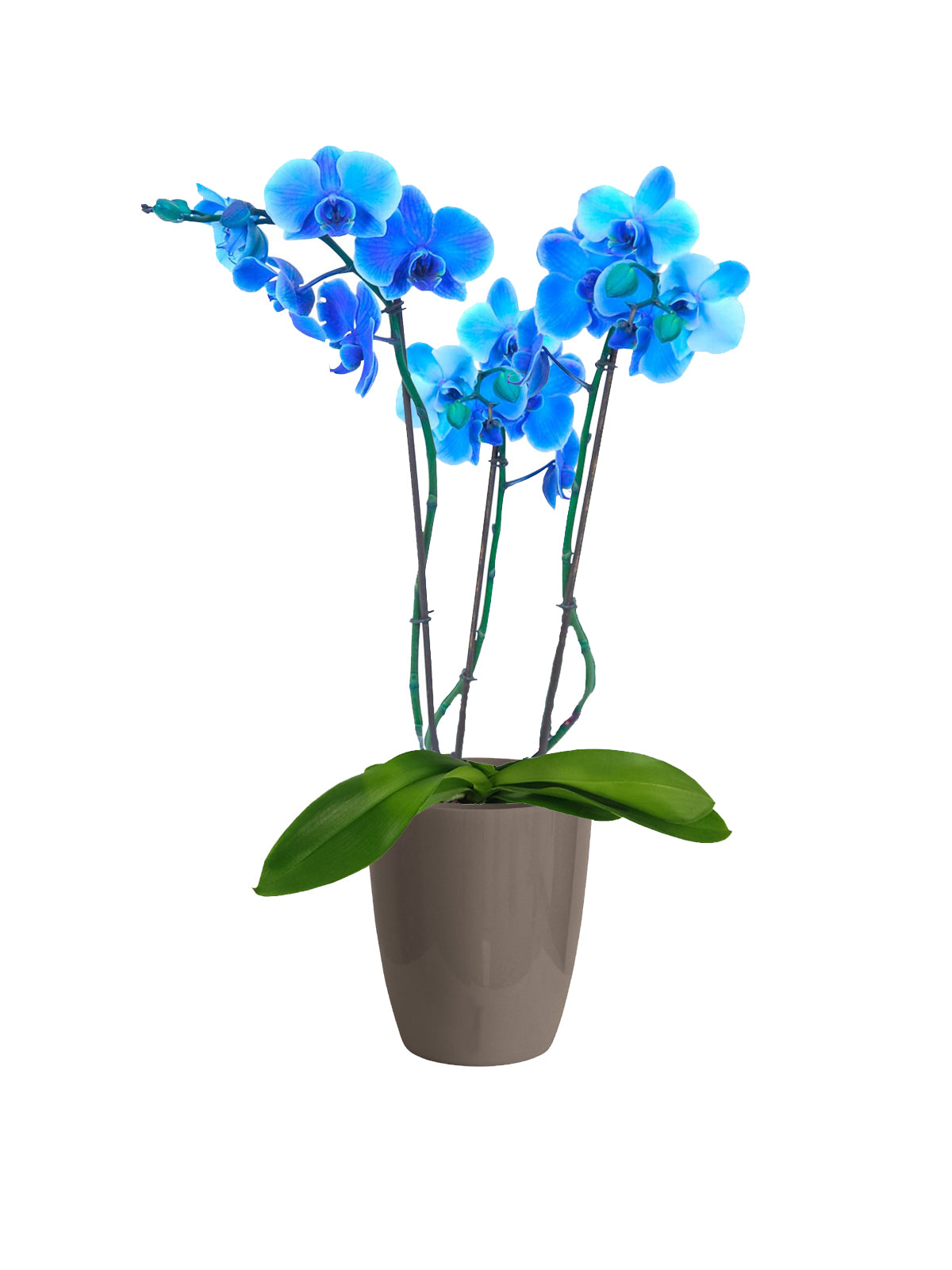 Orchidea Blu