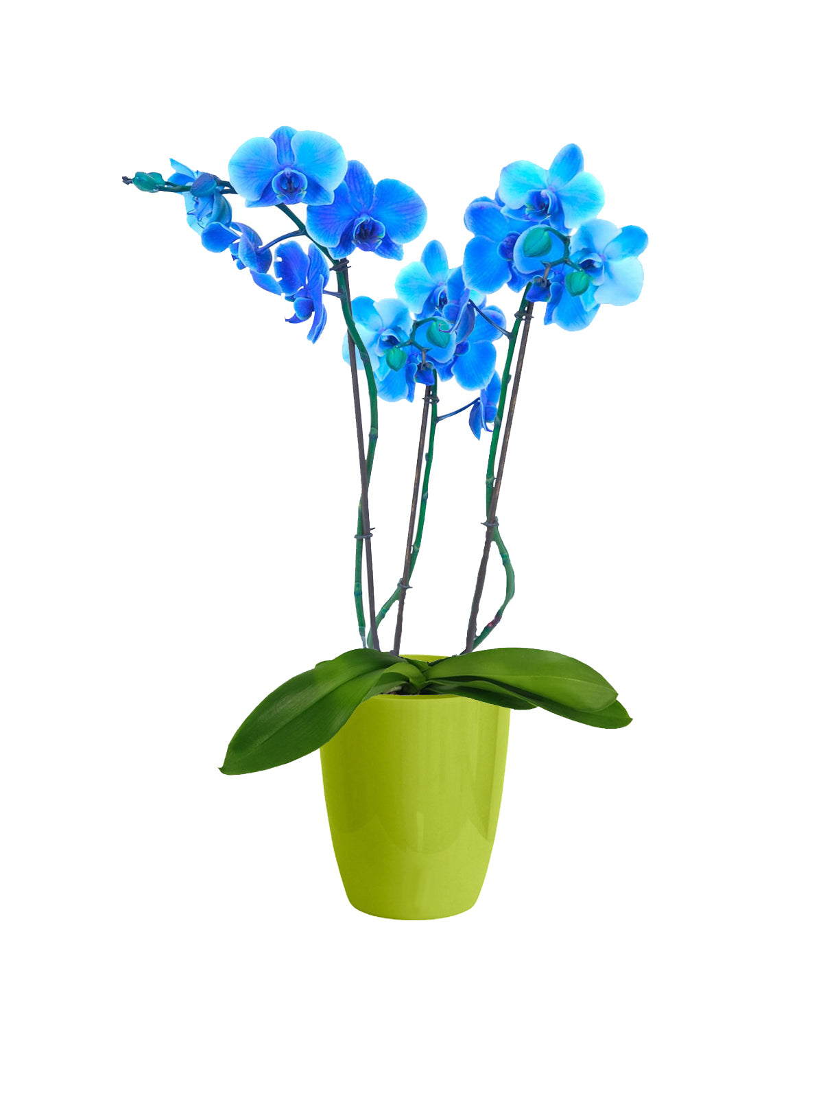 Orchidea Blu