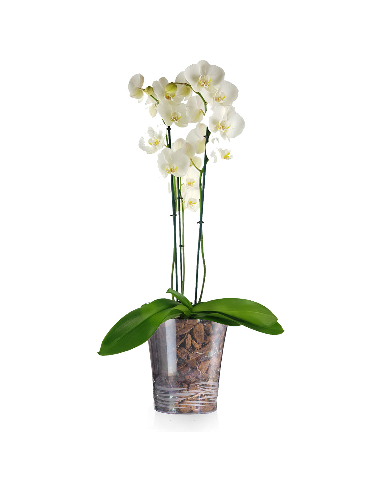 Orchidea Bianca