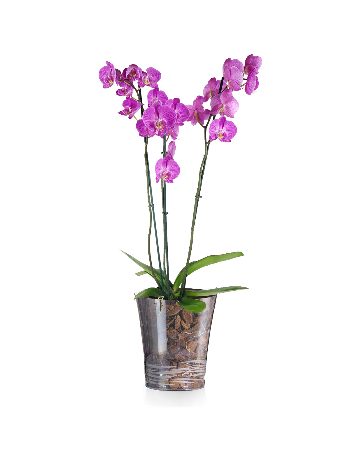 Orchidea Lilla