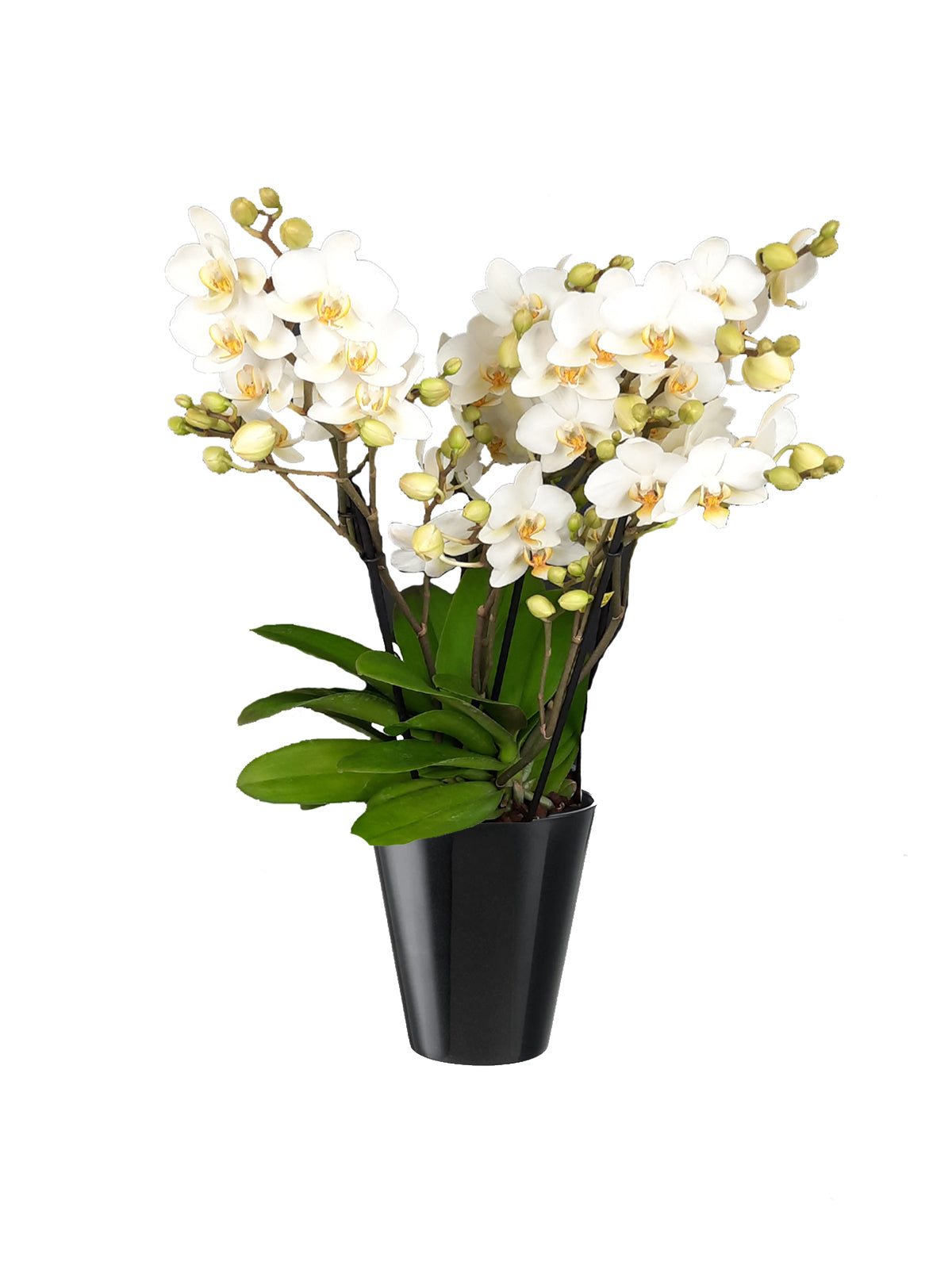 Orchidea Bouquet bianca