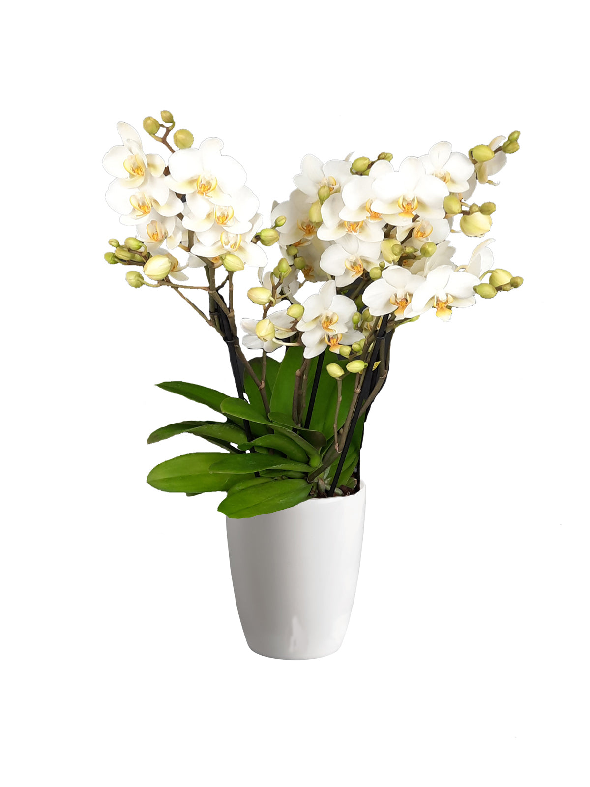 Orchidea Bouquet bianca