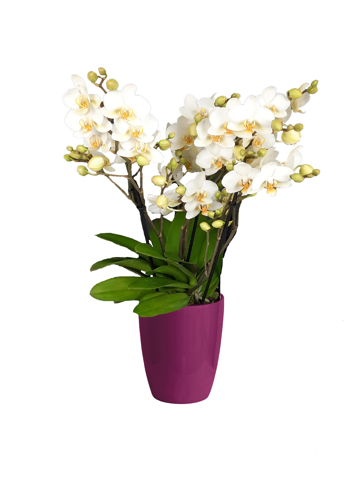 Orchidea Bouquet bianca