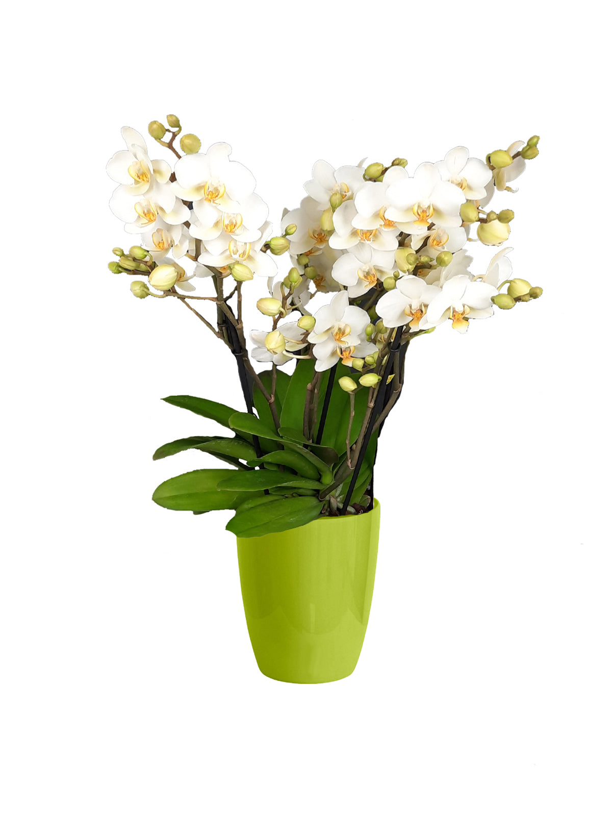 Orchidea Bouquet bianca