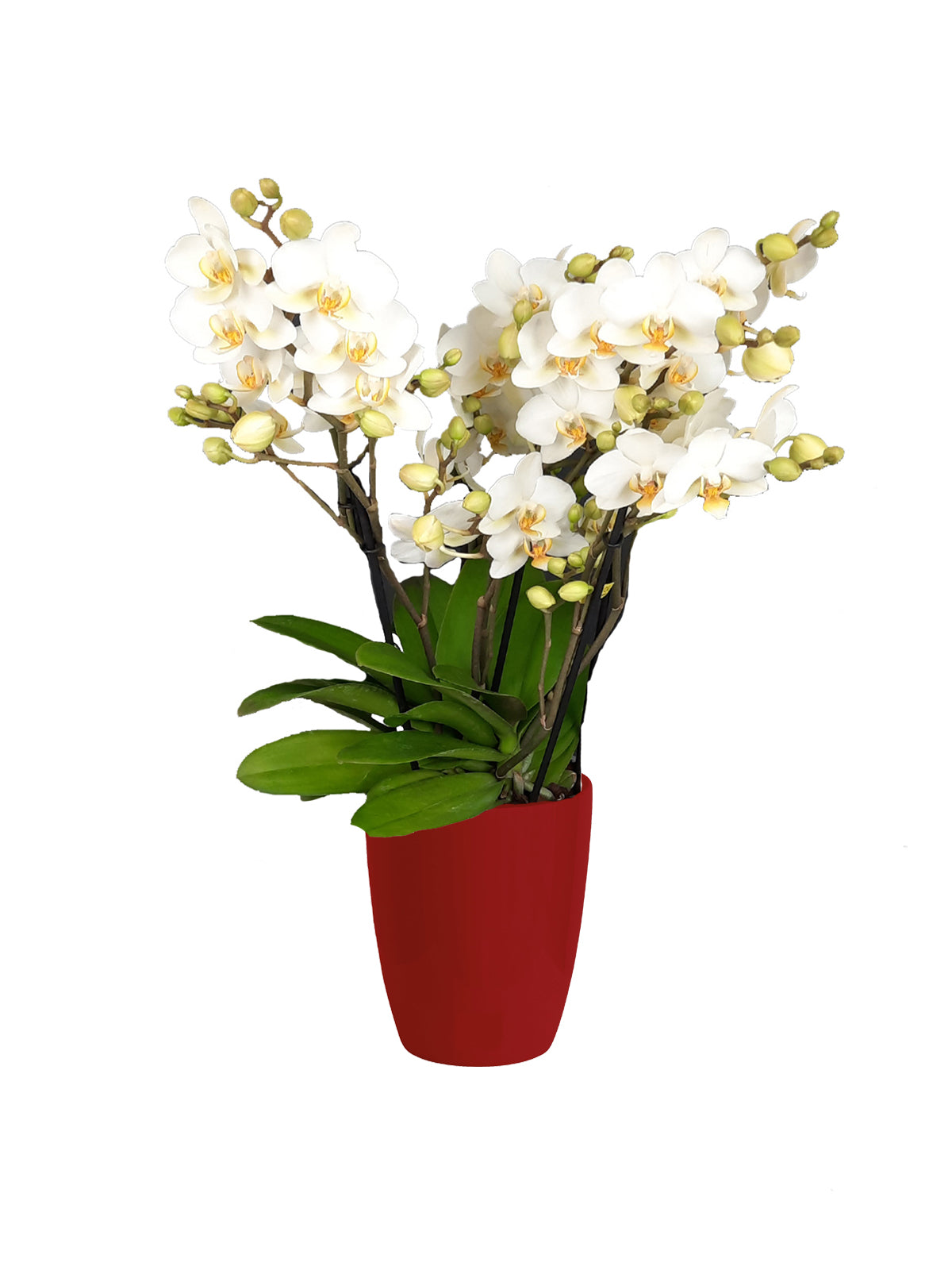 Orchidea Bouquet bianca