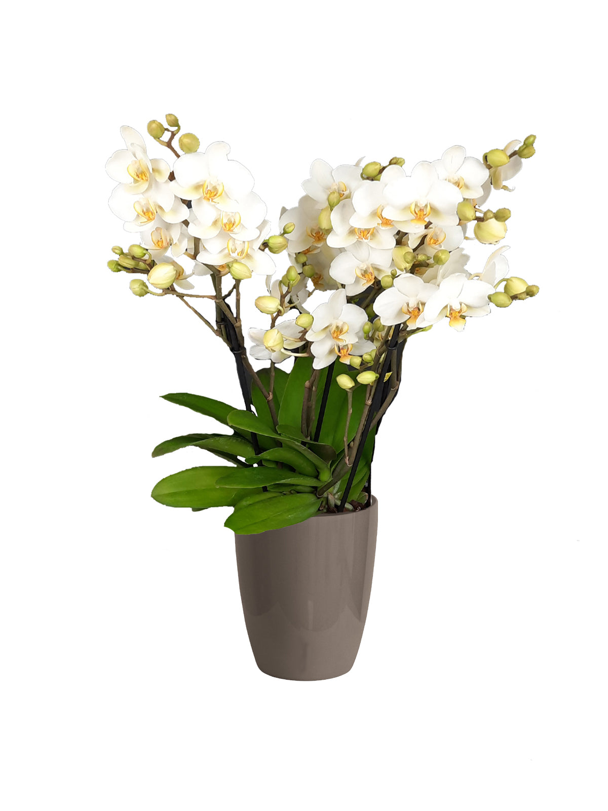 Orchidea Bouquet bianca