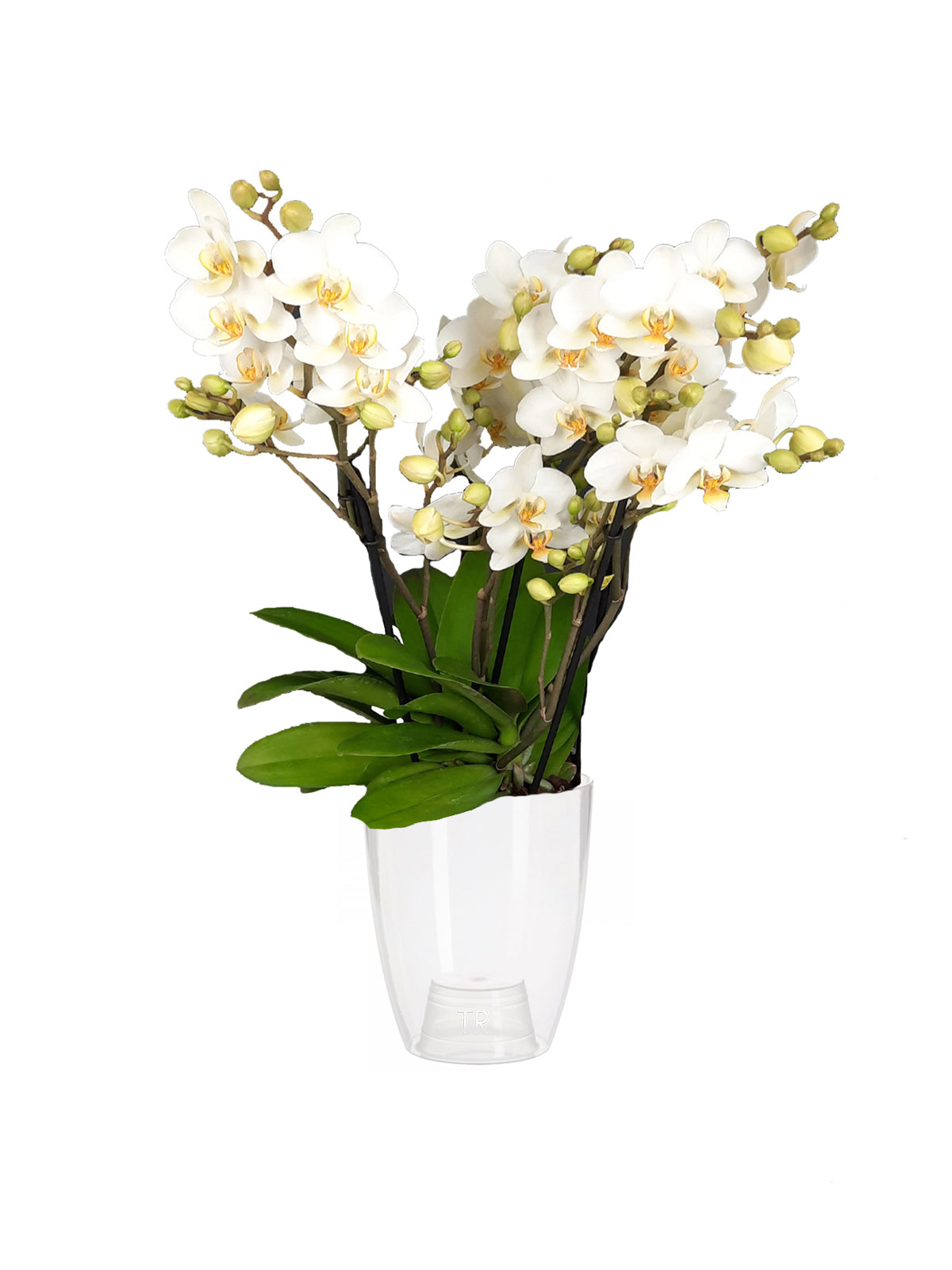 Orchidea Bouquet bianca