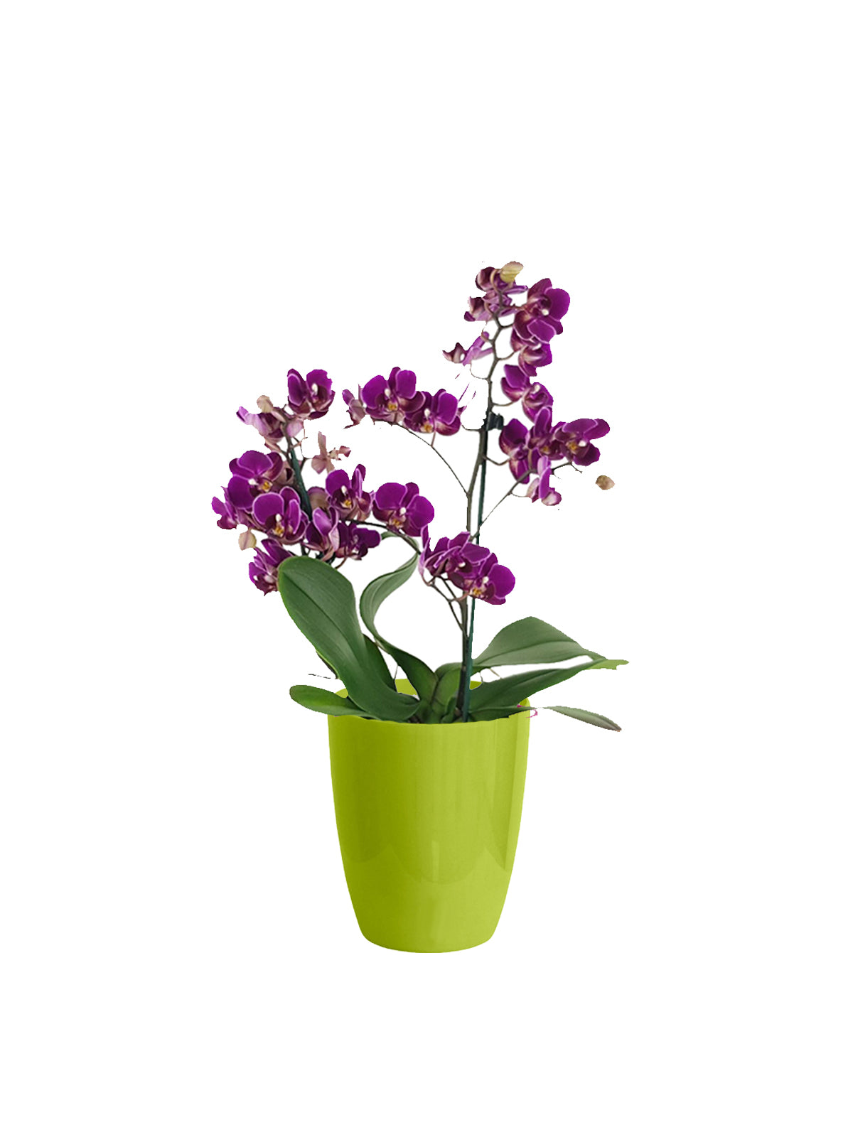 Orchidea Multiflora lilla