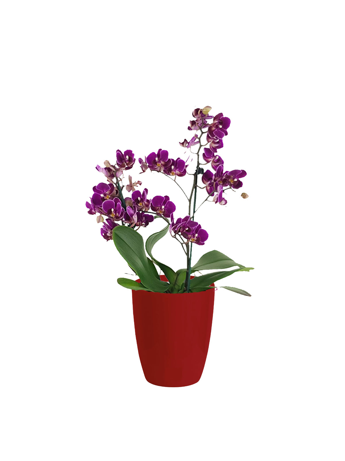 Orchidea Multiflora lilla