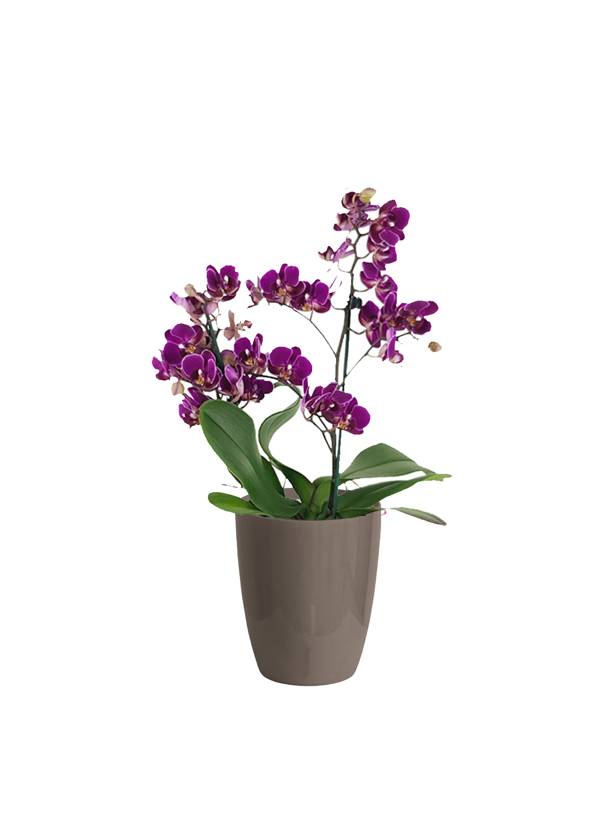 Orchidea Multiflora lilla