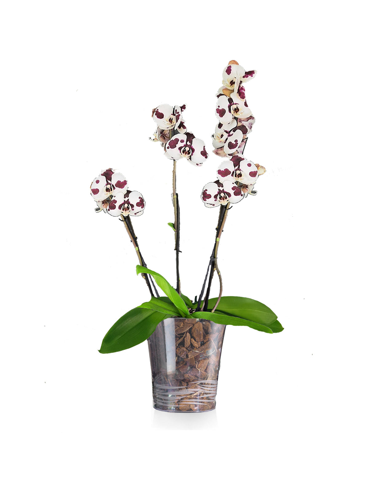 Orchidea Maculata