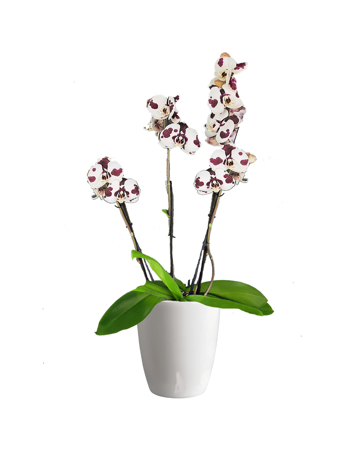 Orchidea Maculata