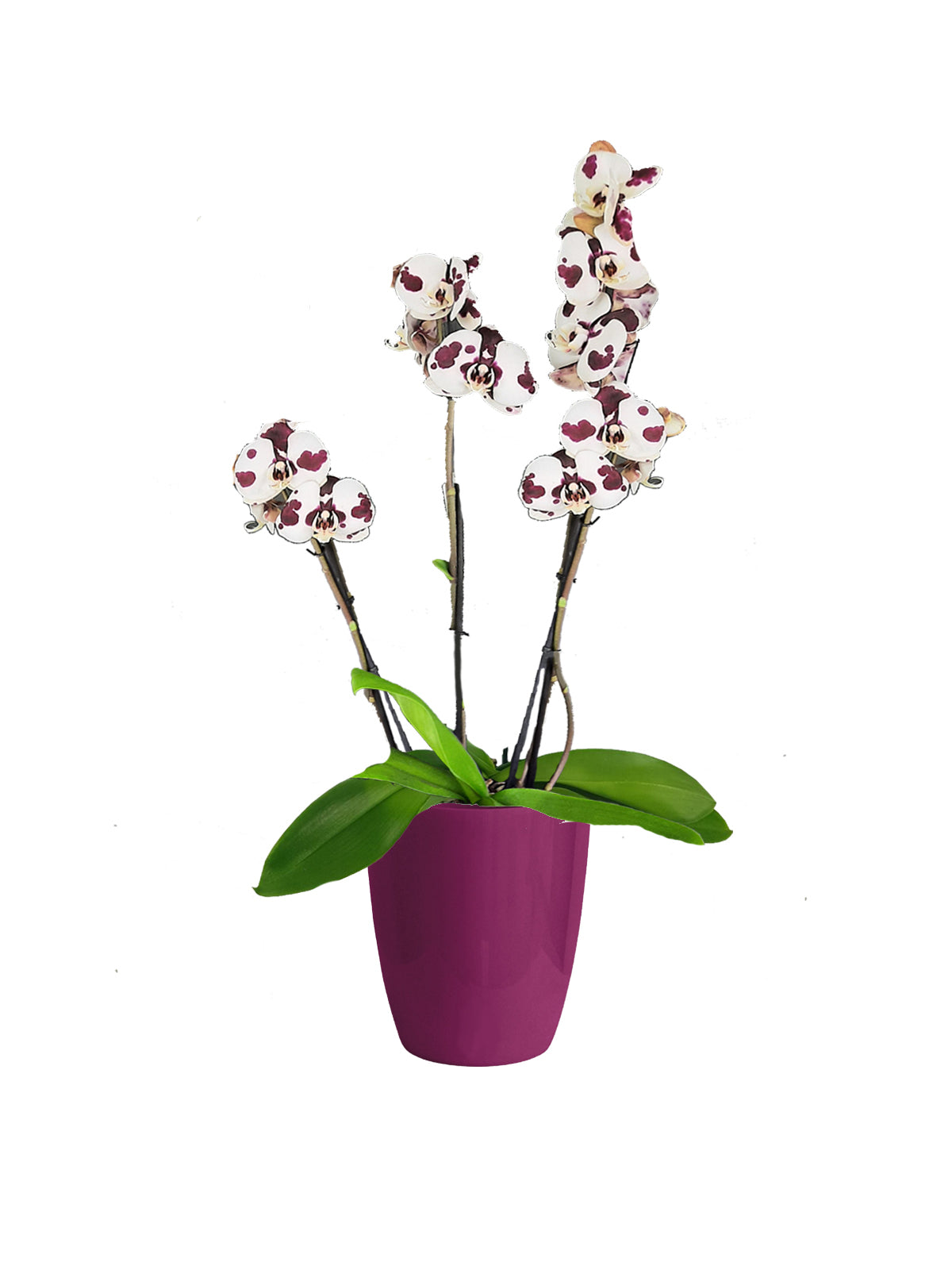 Orchidea Maculata