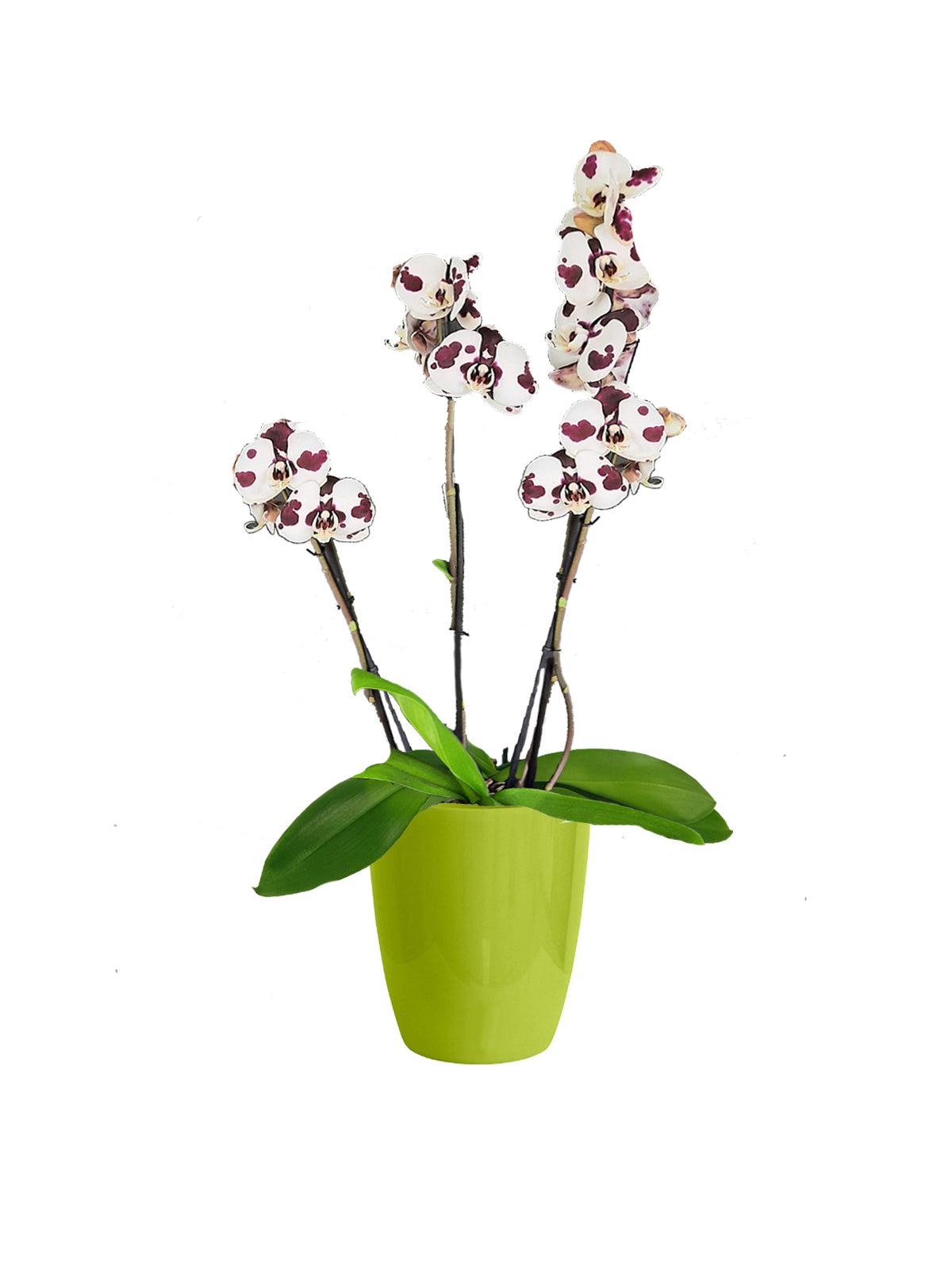 Orchidea Maculata