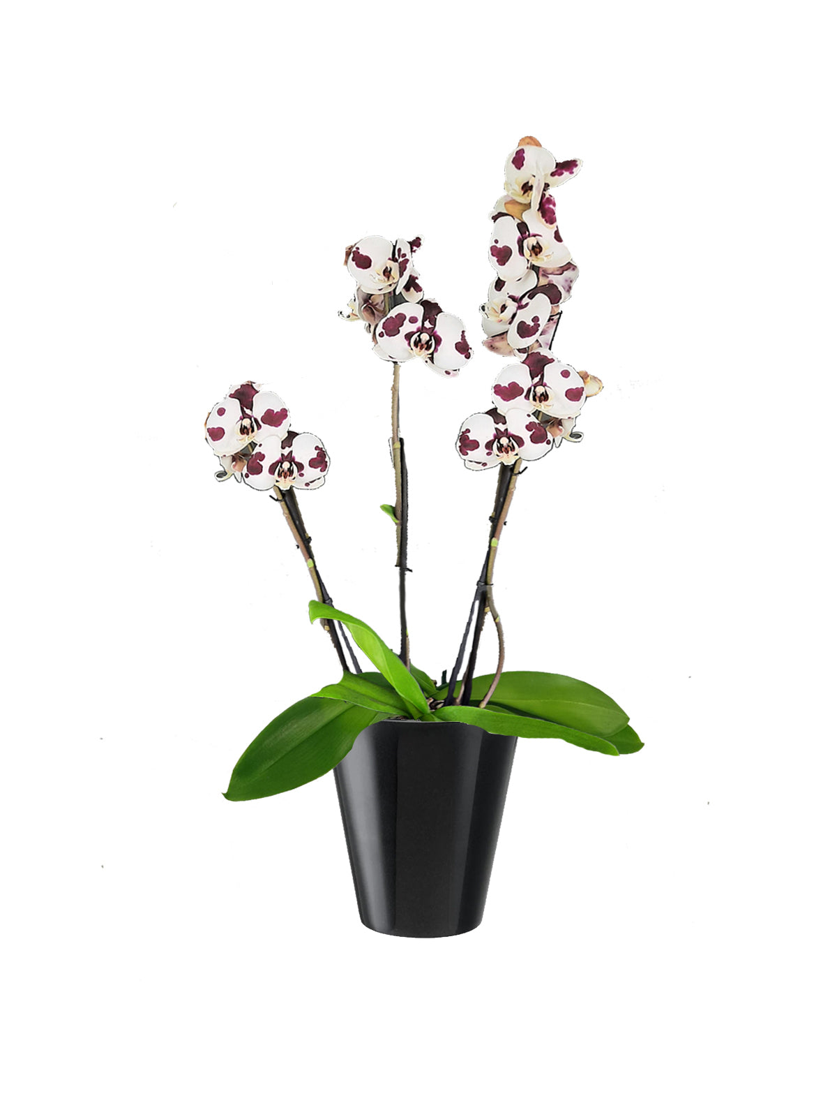 Orchidea Maculata